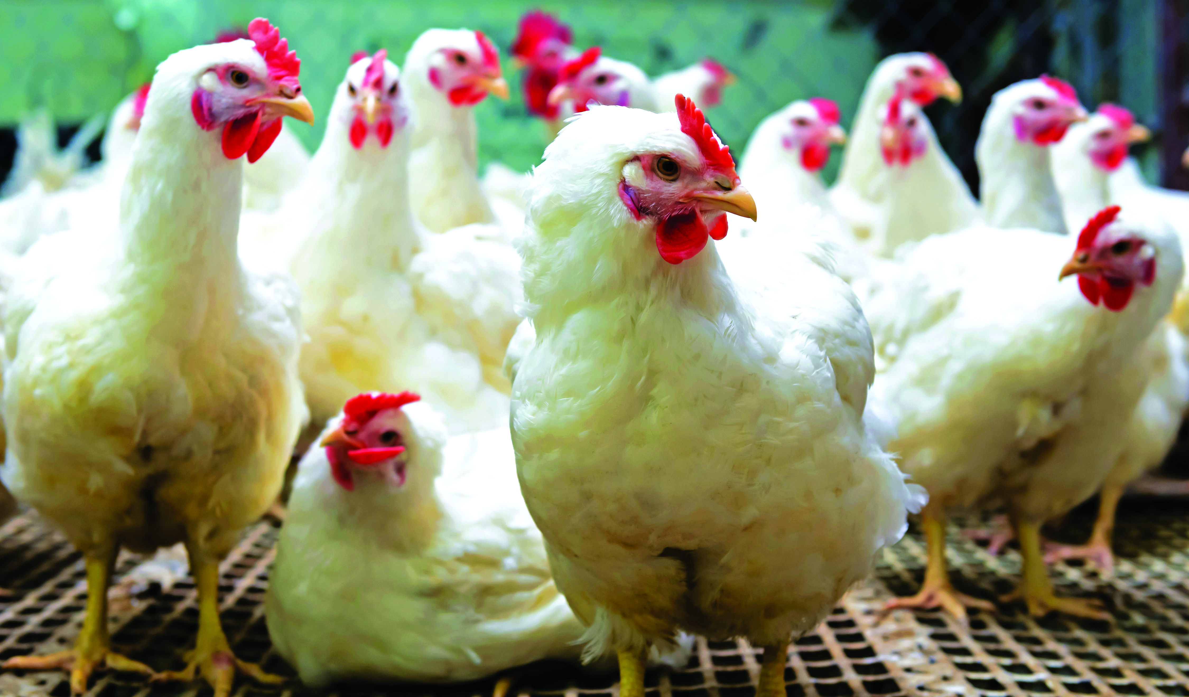 7 Unsur Ternakan Ayam Berkualiti - Agrimag