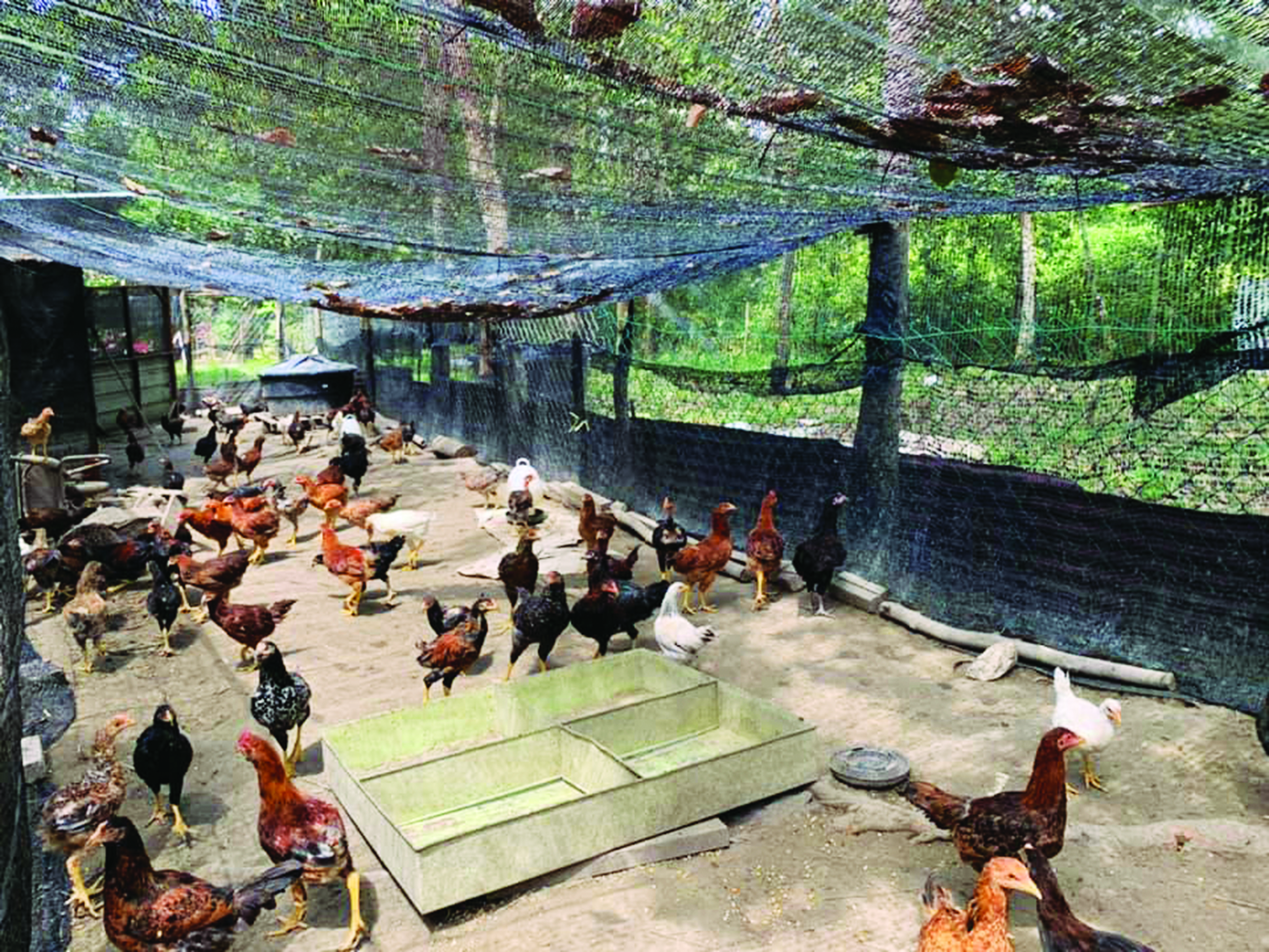 Industri Ayam Kampung Di Malaysia - Agrimag