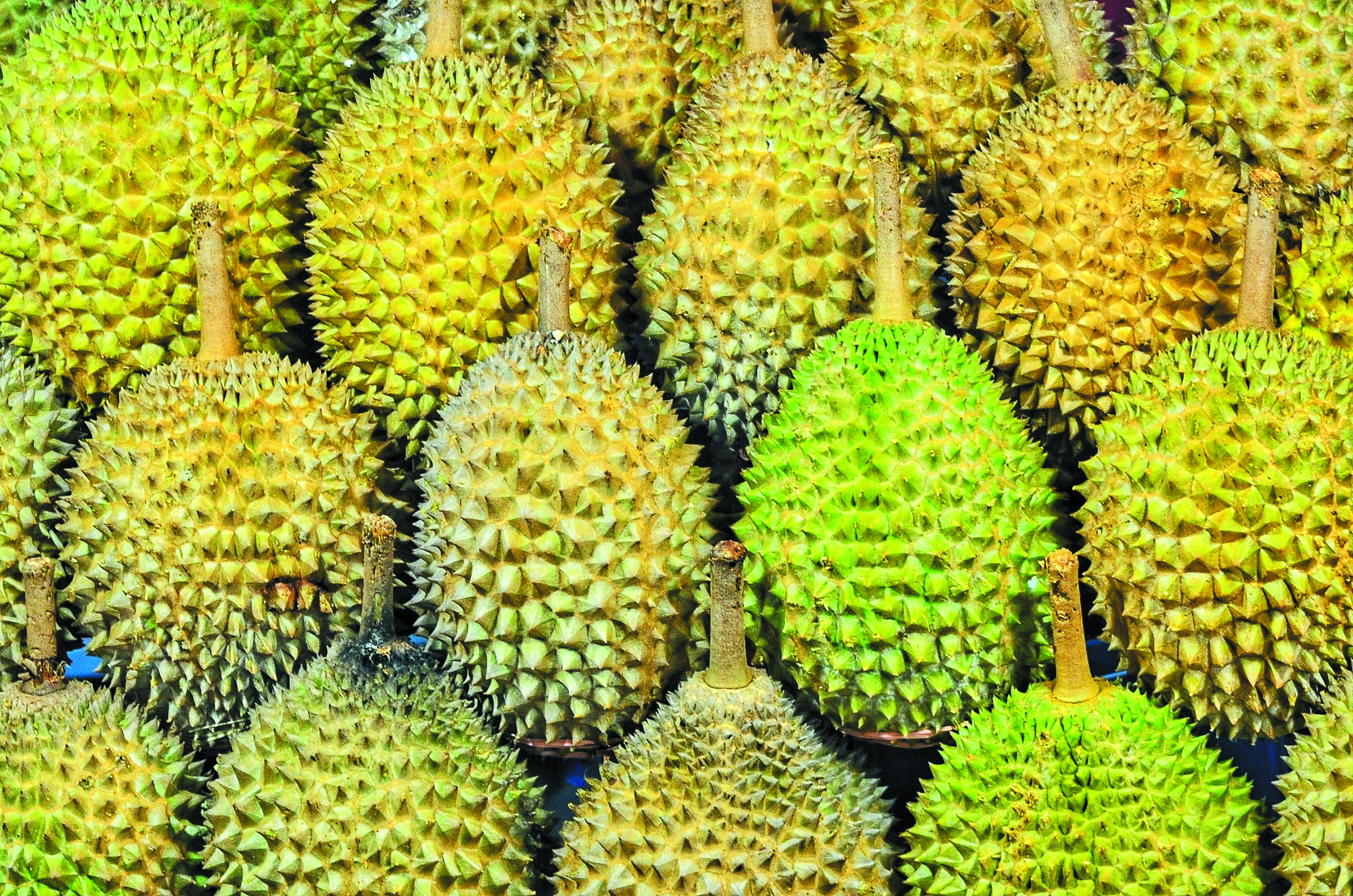 Industri Durian Sabah Pacu Pendernaan - Agrimag