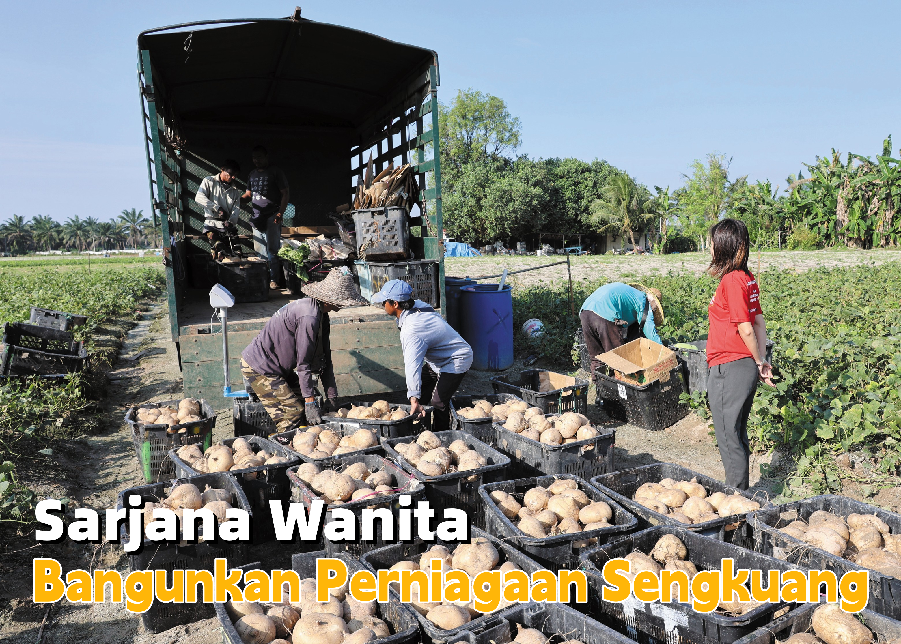 Sarjana Wanita Bangunkan Perniagaan Sengkuang - Agrimag