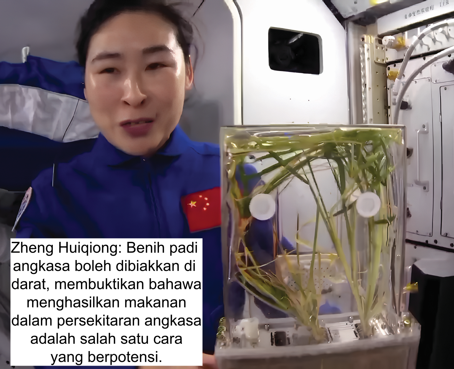 Padi Angkasa China Berpotensi - Agrimag