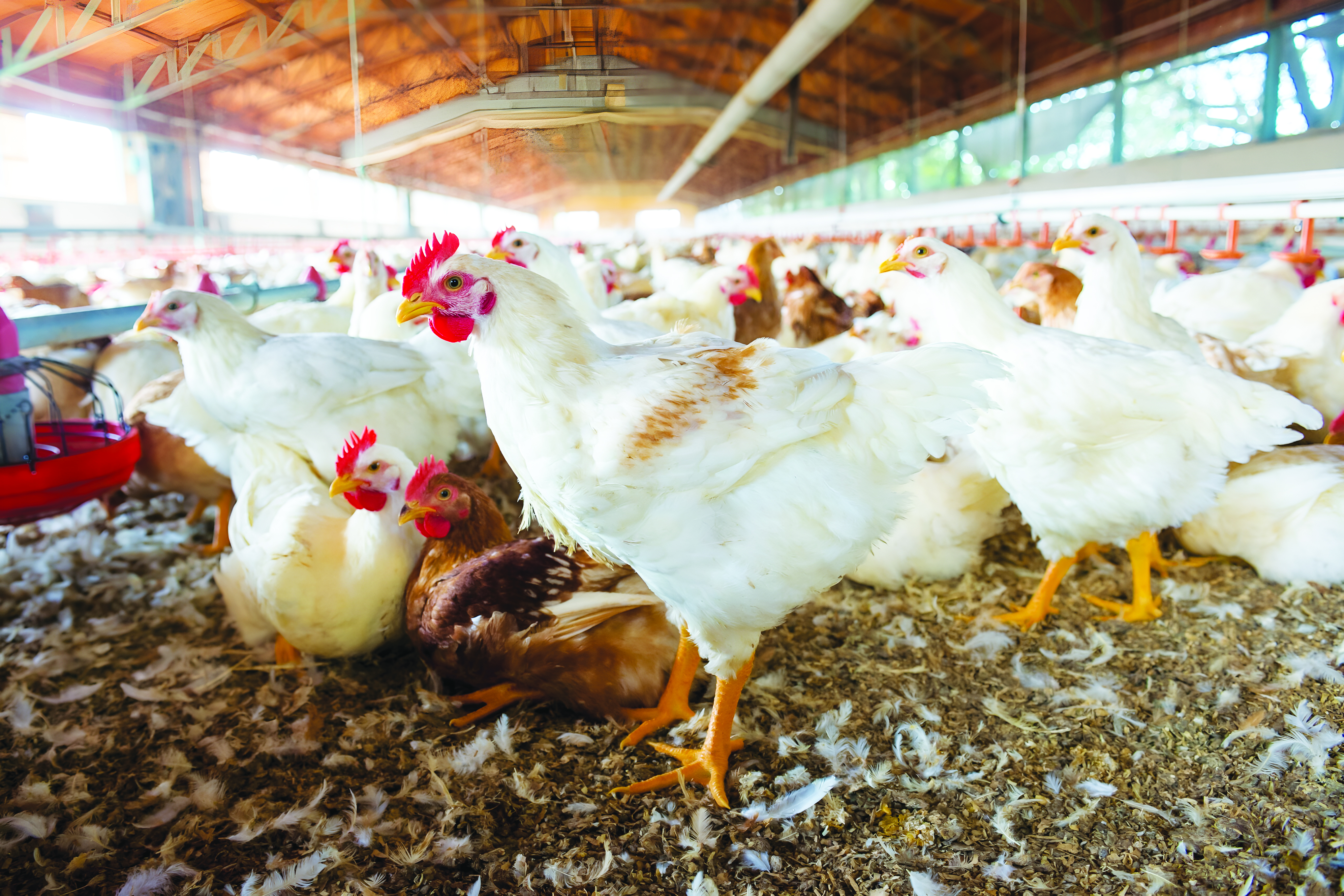 Kurangkan Habuk & Ammonia dalam Reban Ayam - Agrimag