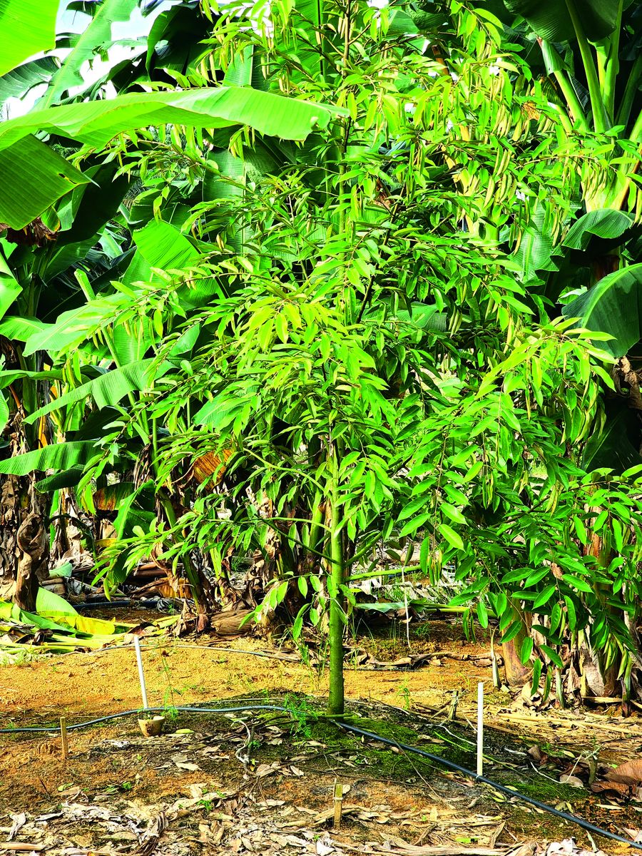 Persediaan Penuh Sebelum Tanam, Pokok Durian 2 Tahun Tinggi - Agrimag