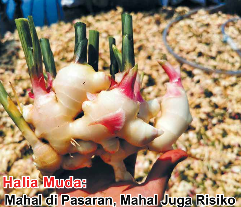 Halia Muda: Mahal di Pasaran, Mahal Juga Risiko - Agrimag