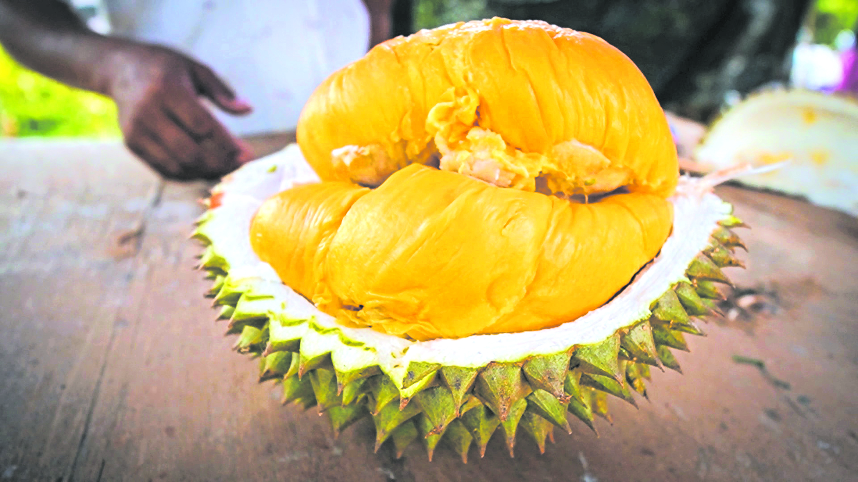 Lonjakan Durian Kampung Premium: Terroir & Genetik Unggul - Agrimag