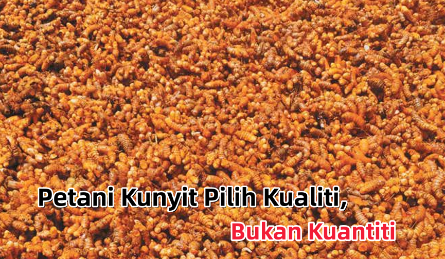 Petani Kunyit Pilih Kualiti, Bukan Kuantiti - Agrimag