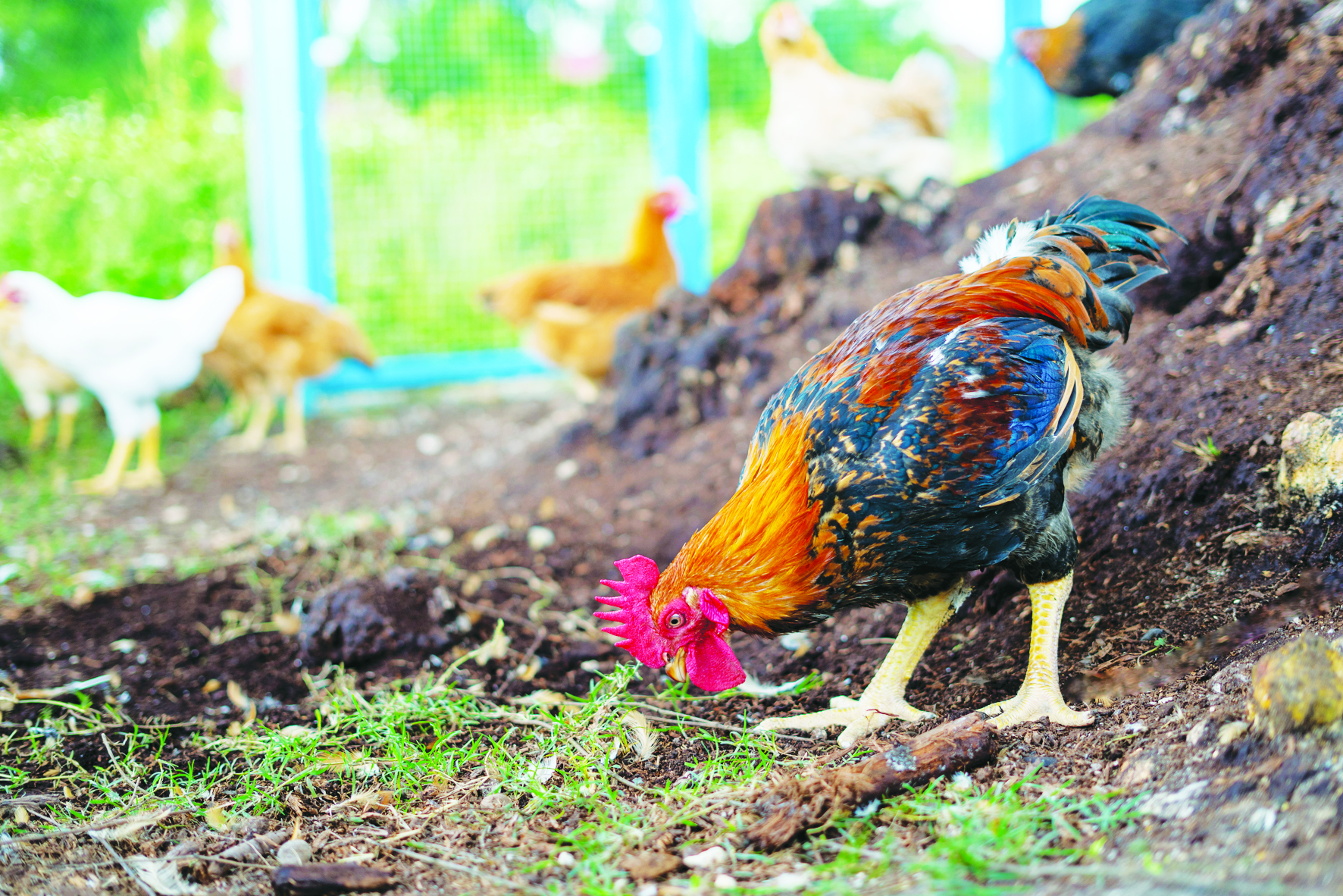 Kelestarian Penternakan Ayam Secara Bebas - Agrimag