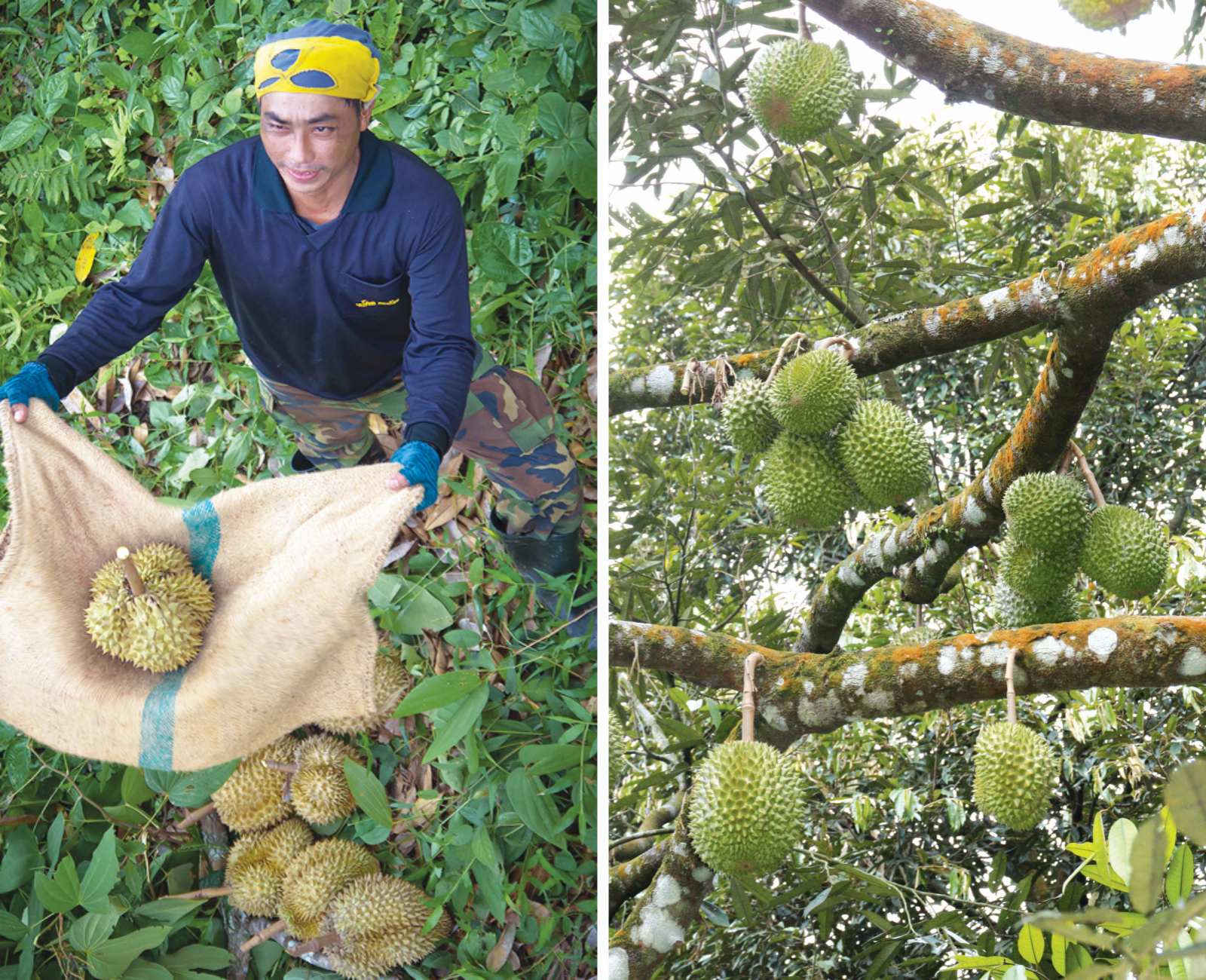 Teknik Pemetikan Bawa Durian M'sia Ke Dunia - Agrimag