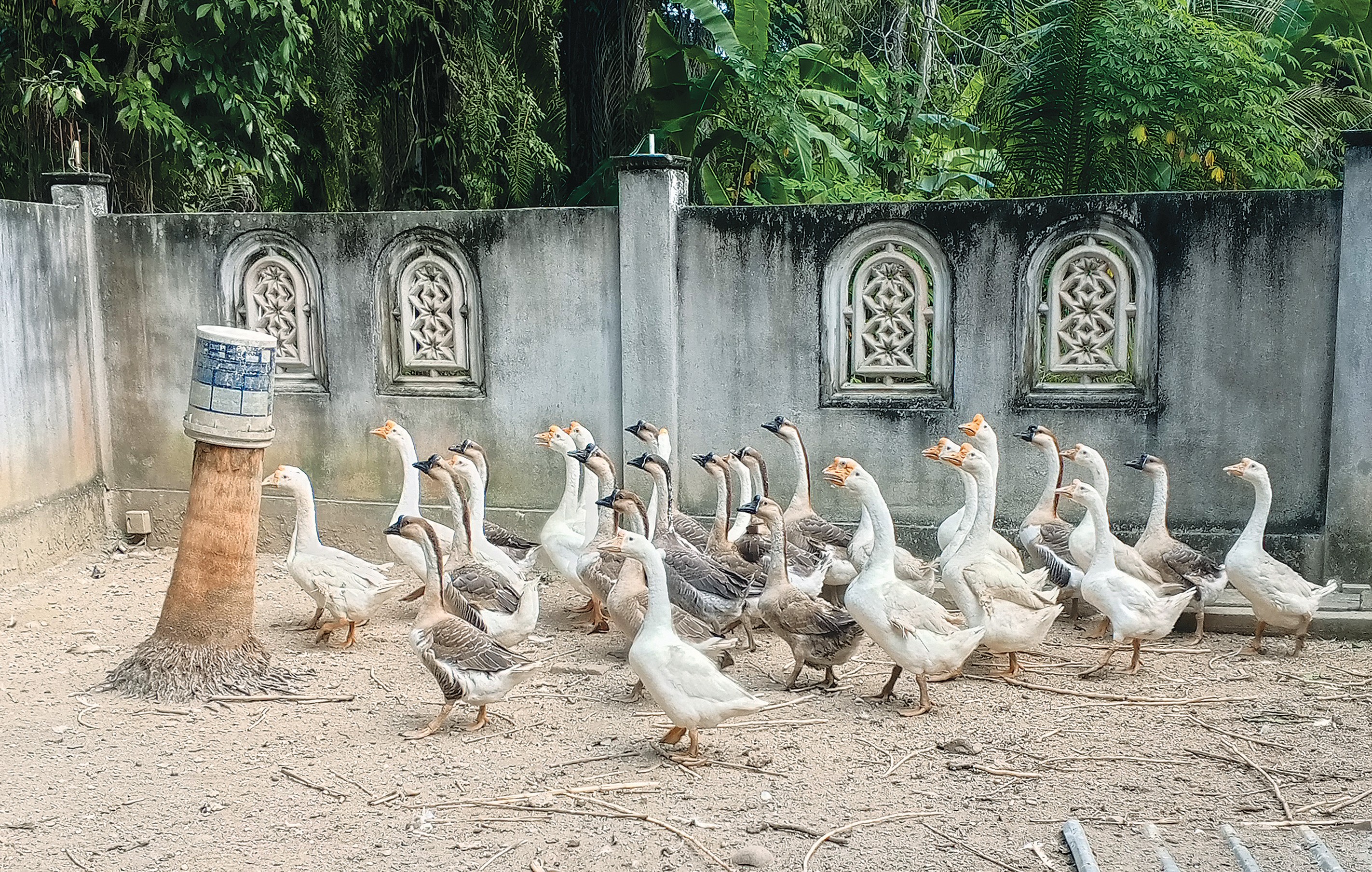 Penternakan Angsa Untuk Telur Perkarangan Rumah - Agrimag