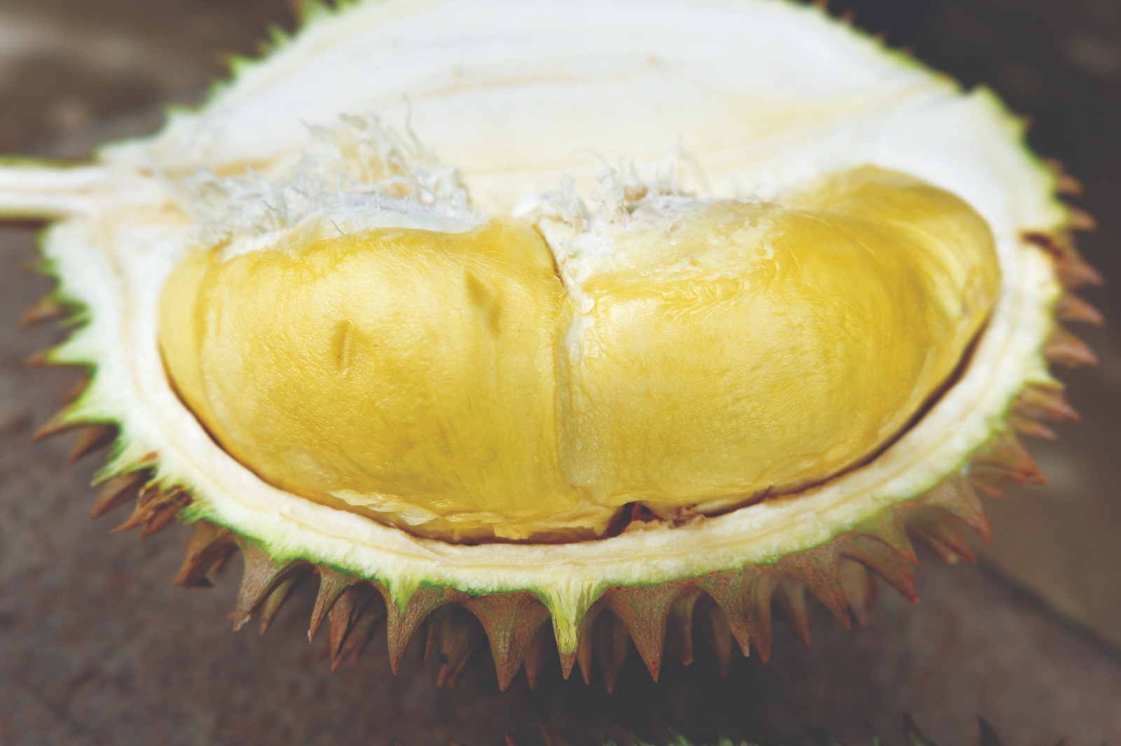 Durian D24 Bentong Semakin Popular - Agrimag