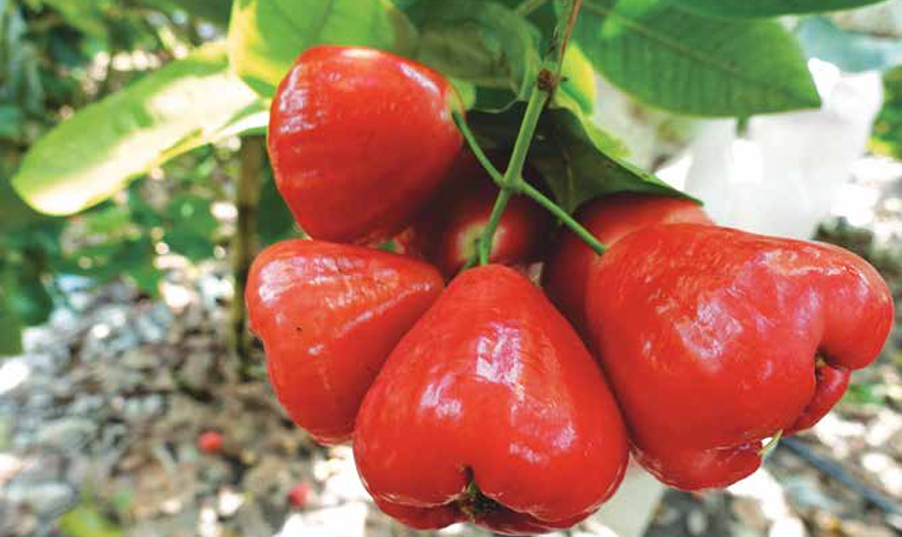 Teknologi Cerah Jambu Air - Agrimag