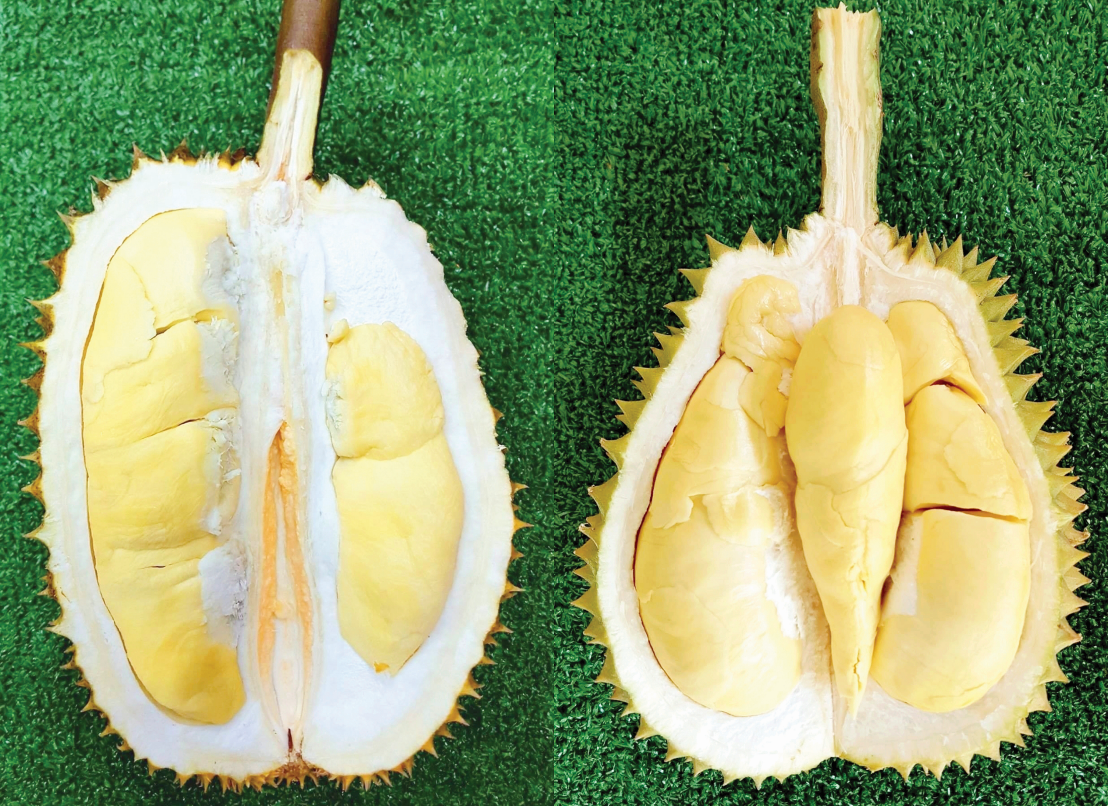 Long dan Lin Laplae: Dua Varieti Durian Unggul - Agrimag