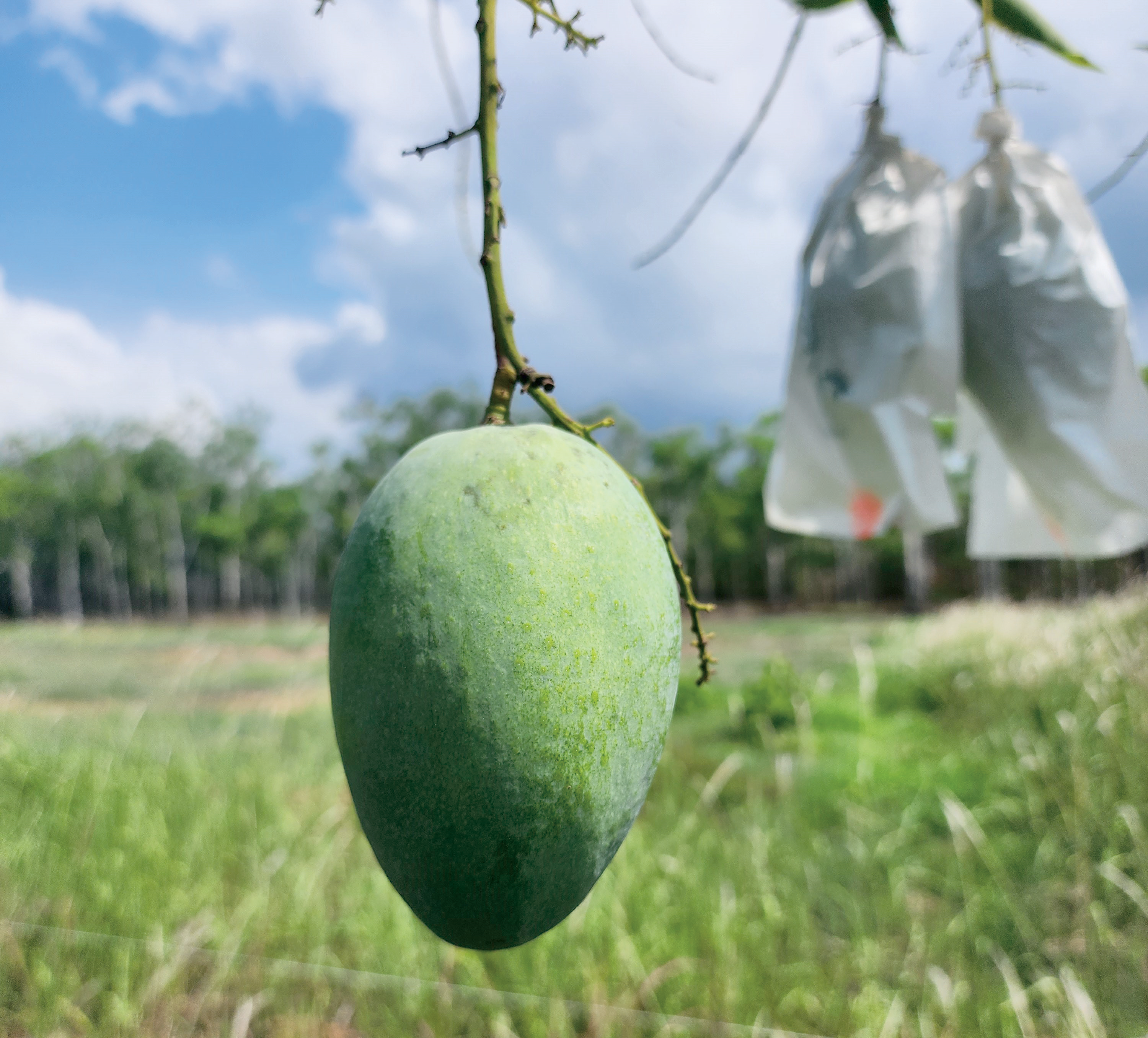 Perubahan Iklim Lanjutkan Musim Harumanis - Agrimag