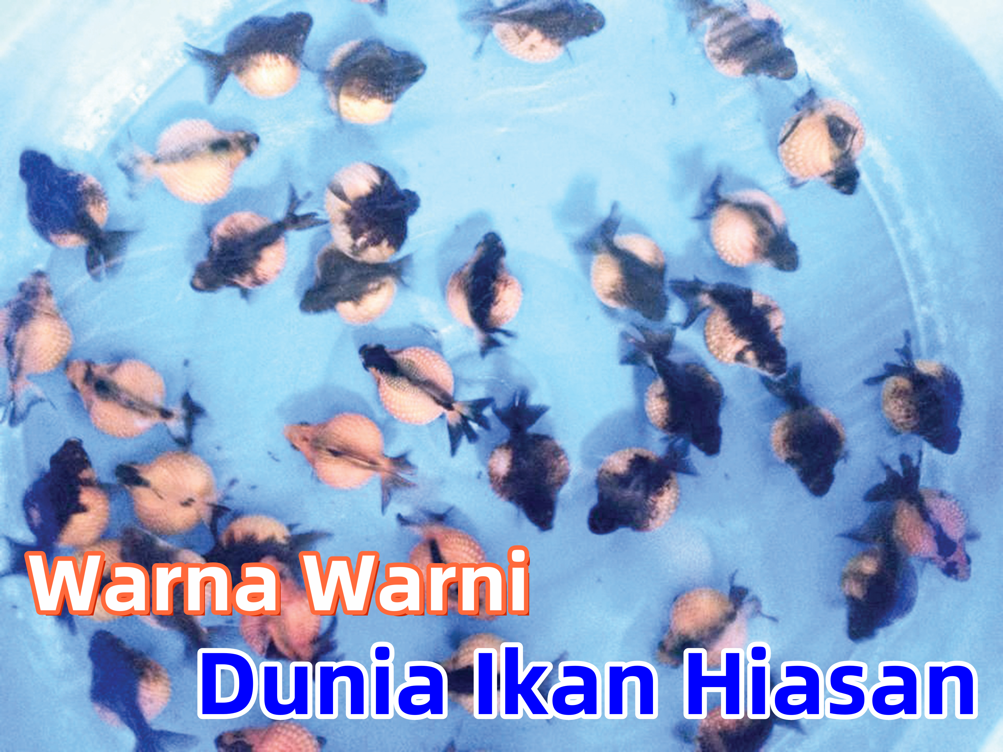 Warna Warni Dunia Ikan Hiasan - Agrimag