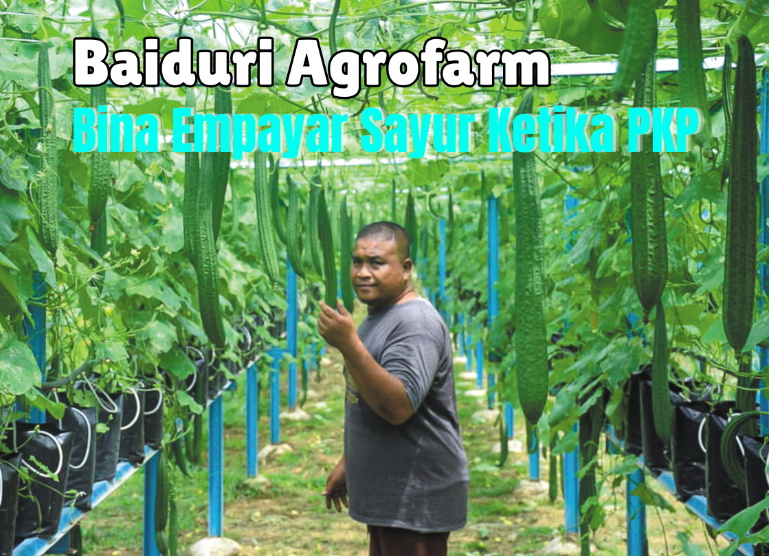 Baiduri Agrofarm Bina Empayar Sayur Ketika PKP - Agrimag