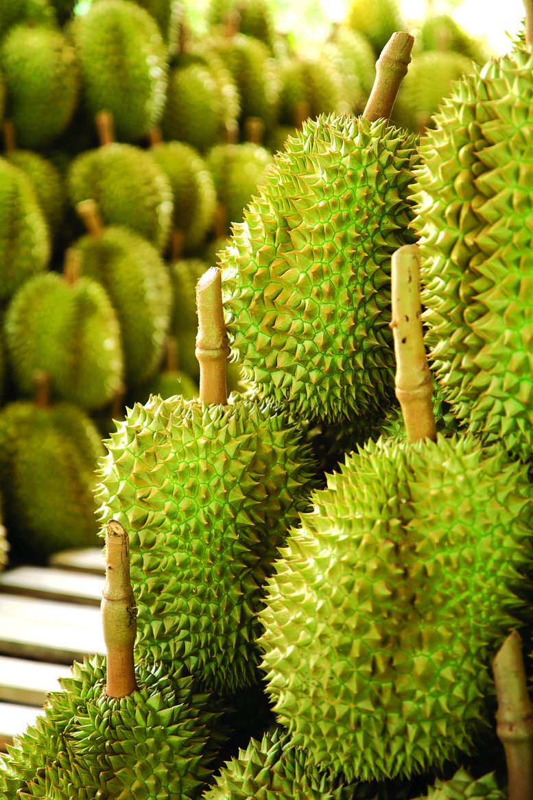 Thailand Gigih Melabur Industri Durian - Agrimag