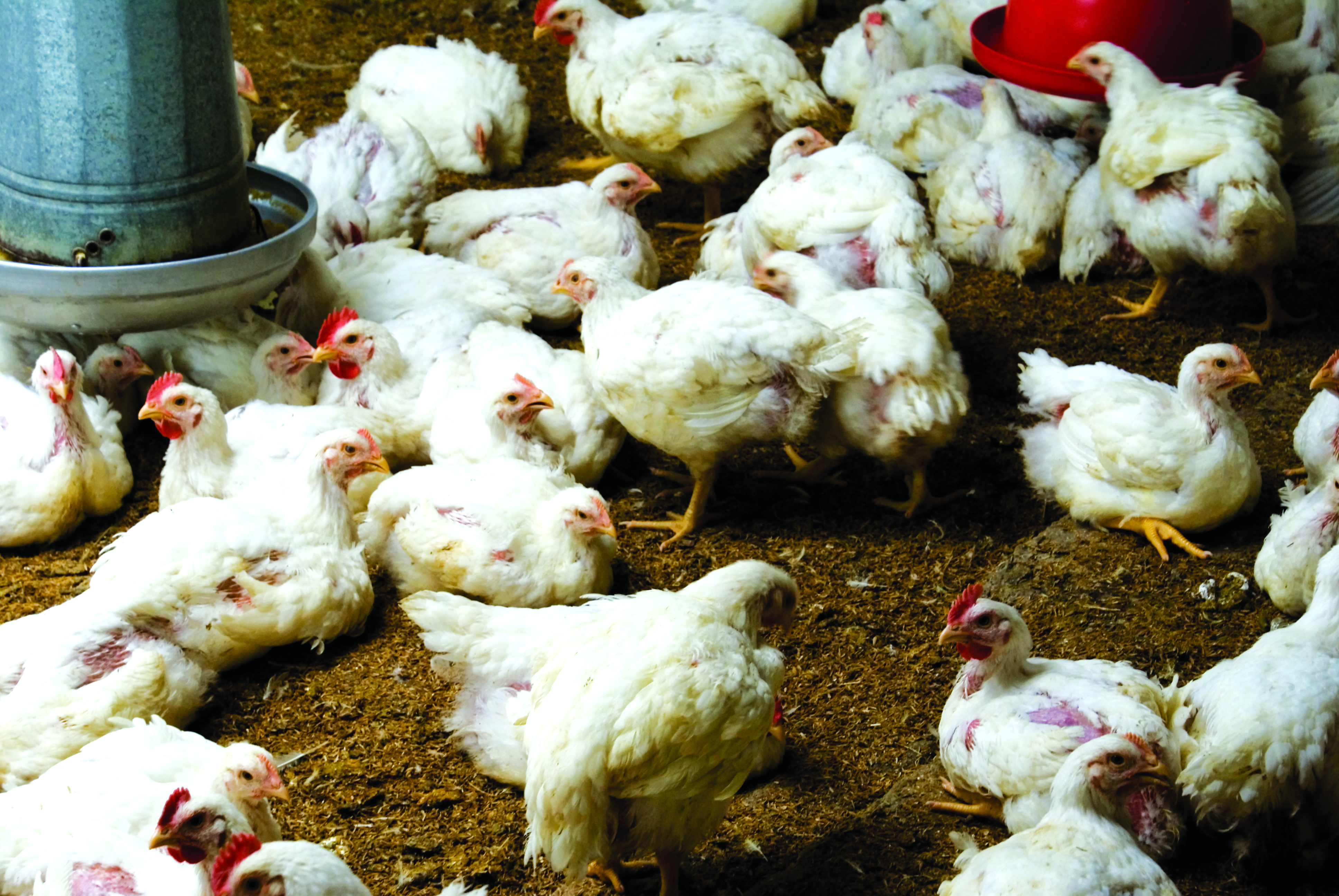 Punca dan Langkah Balas Ayam Daging Tumbuh Lambat - Agrimag
