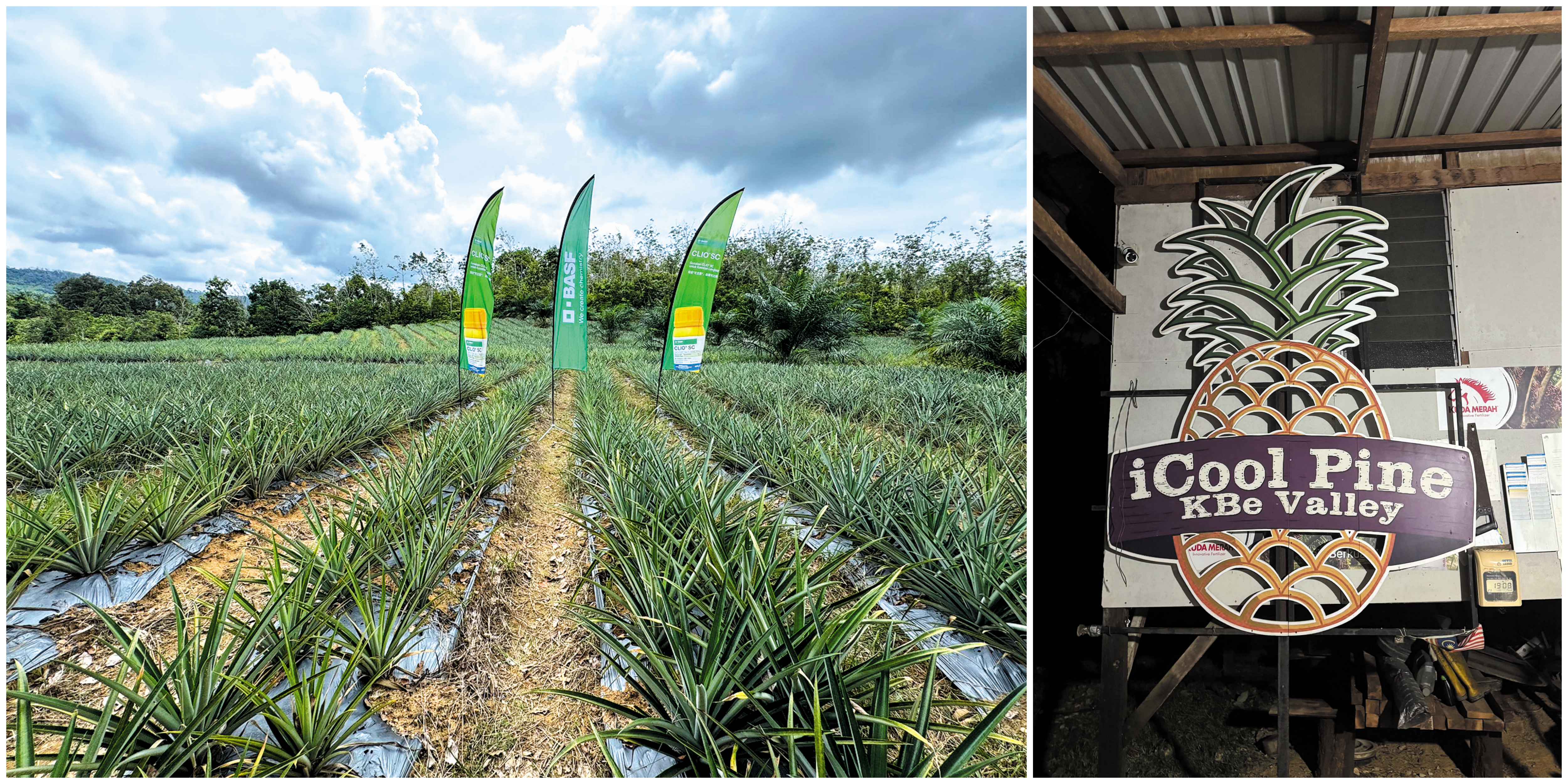 Strategi GTM BASF dengan Topramezone Memacu Inovasi Kawalan Rumpai - Agrimag