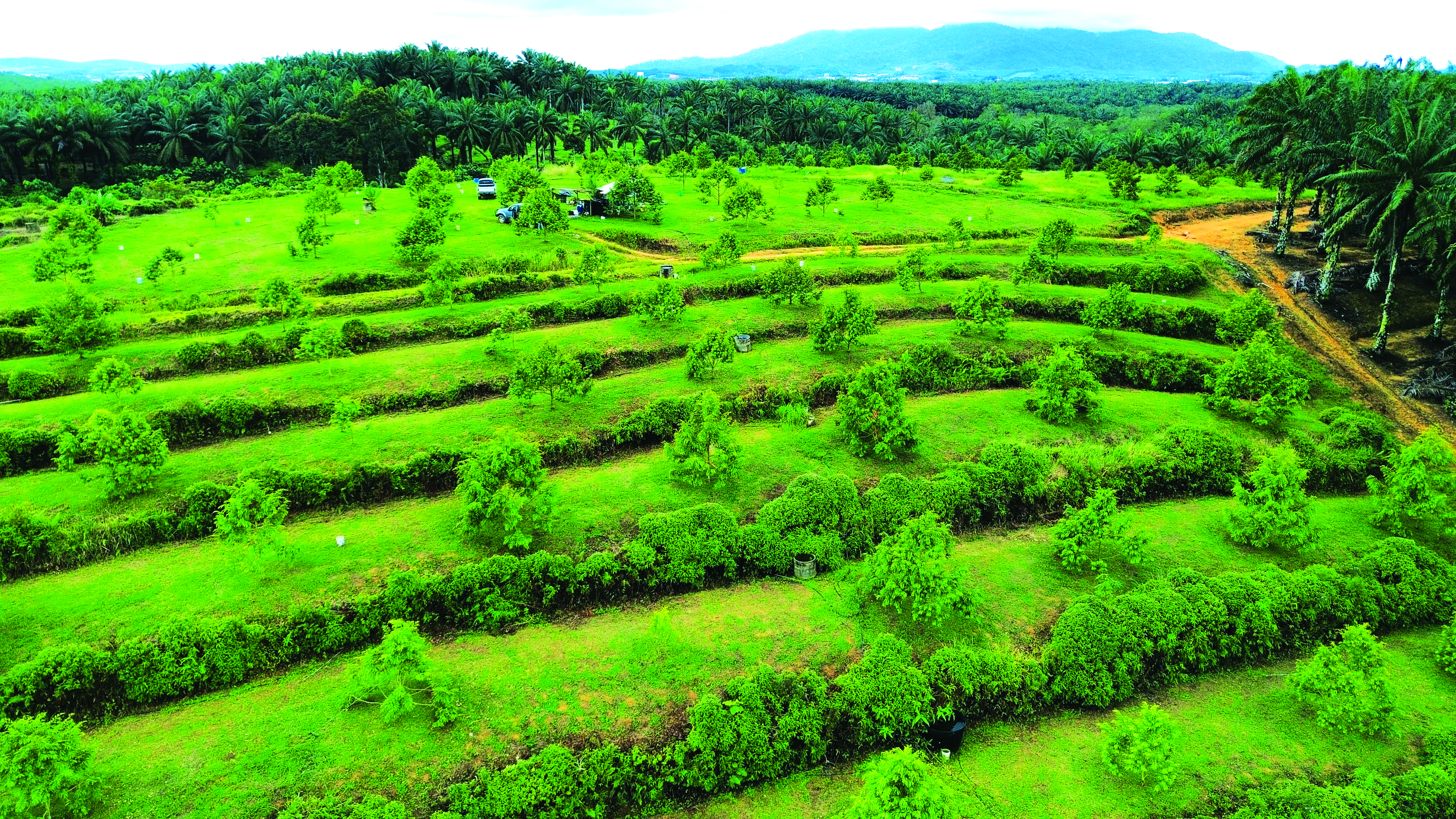 Pembajaan Berpatutan Suburkan Durian dalam 3 Tahun - Agrimag