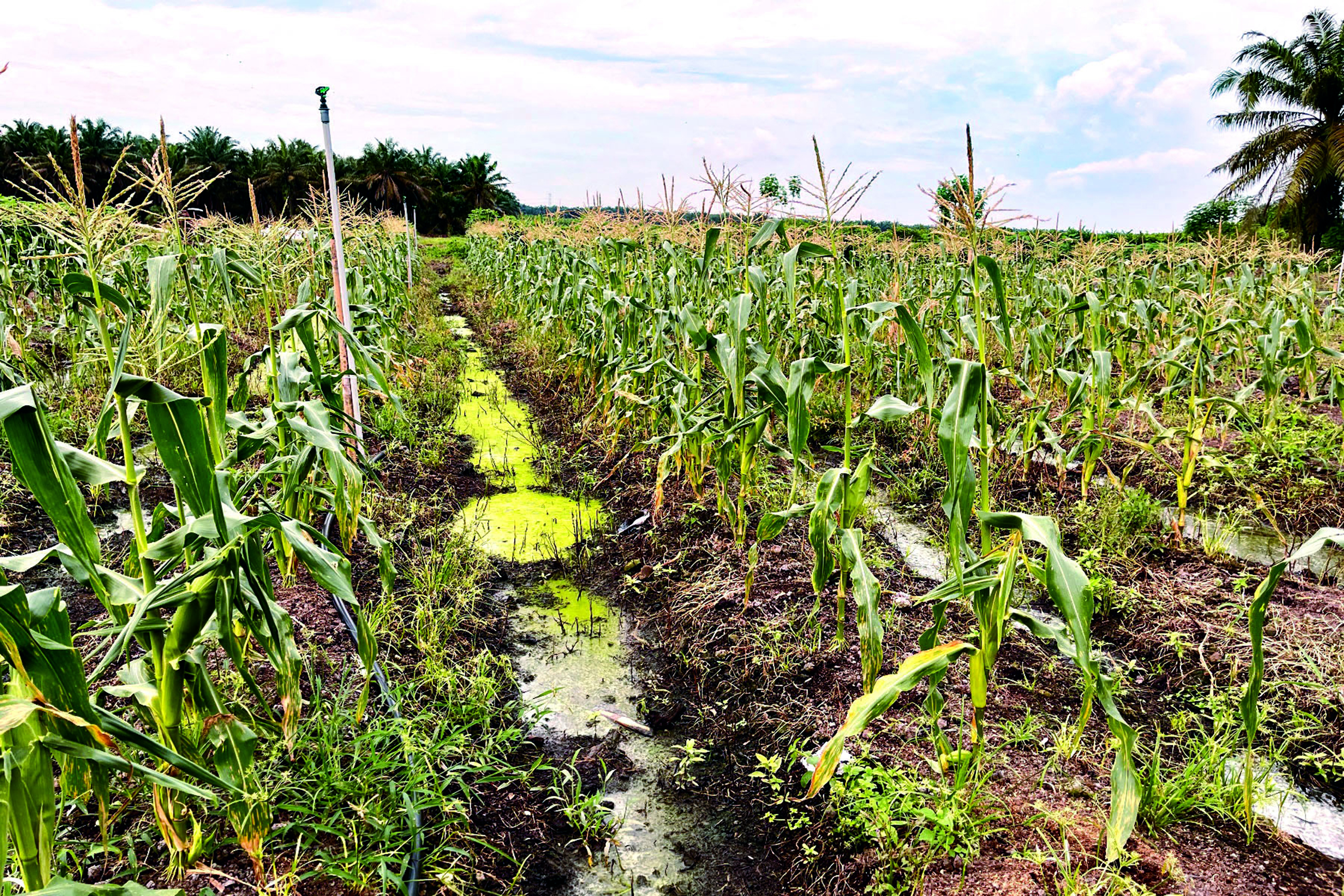 Perubahan Iklim dan Kesan Kepada Masyarakat Tani - Agrimag