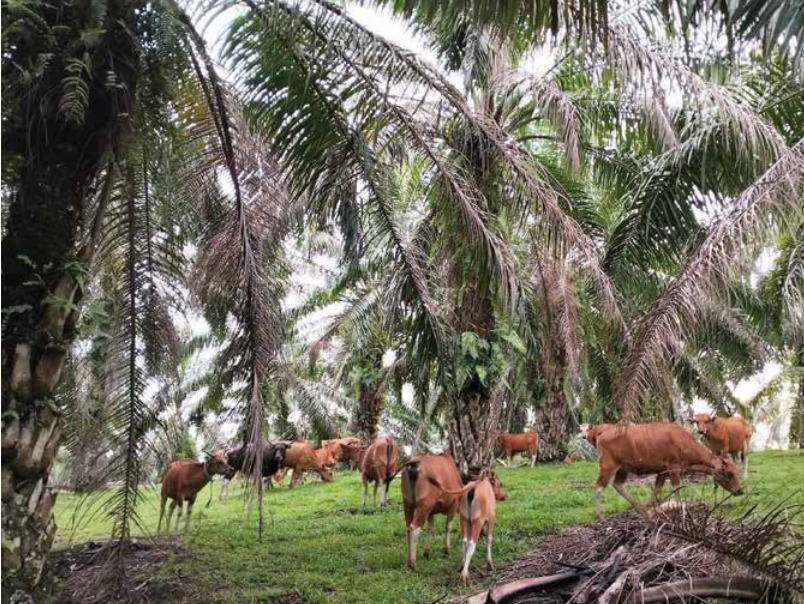 Lembu Bali Pilihan Penternak Minat Baka Eksotik - Agrimag