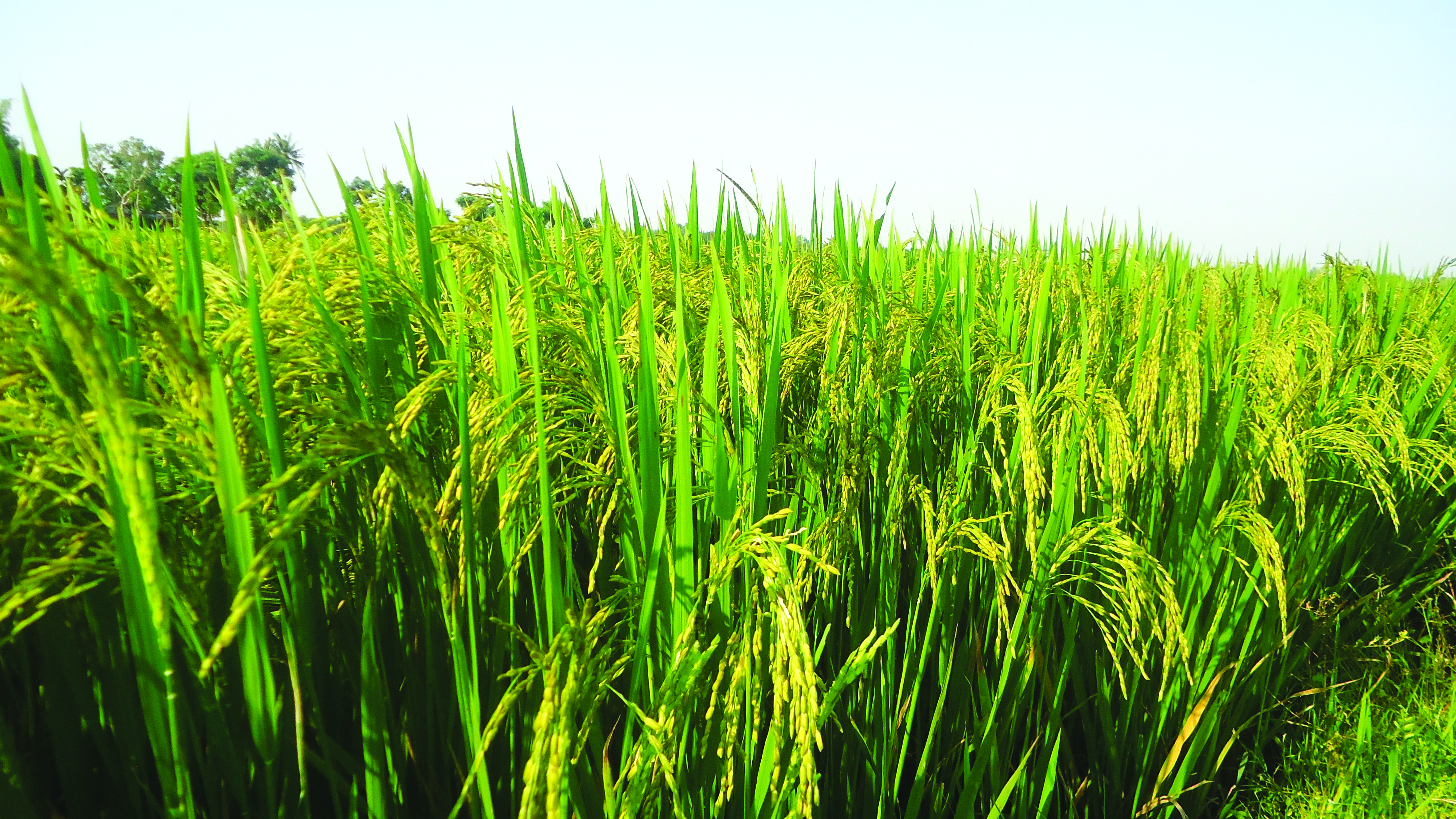 Pengeluaran Beras Menurun, Cabar Keselamatan Makanan - Agrimag