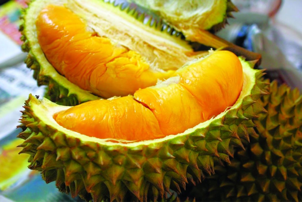 Durian Segar Vietnam Eksport ke China - Agrimag