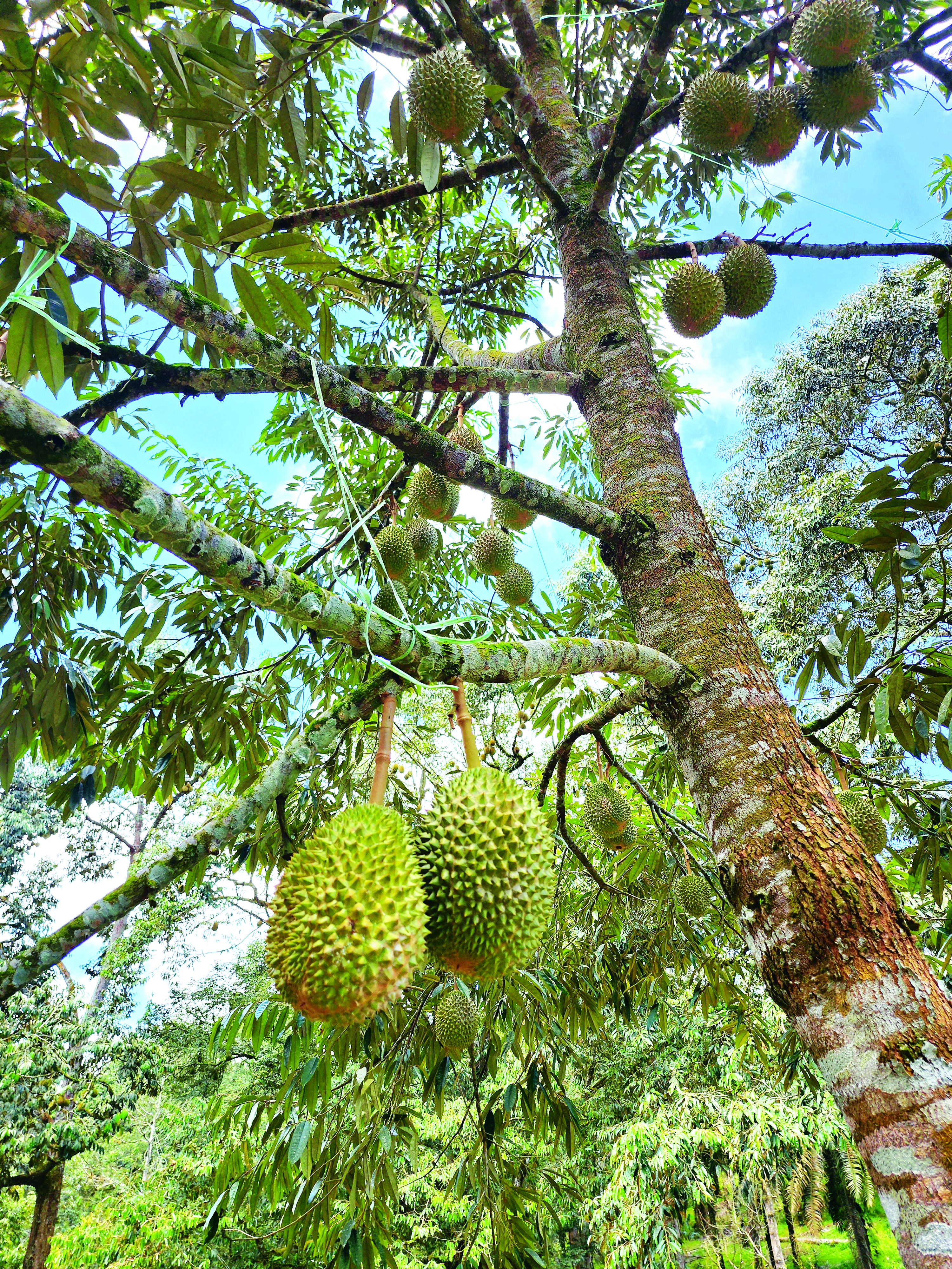 Penjagaan Durian Berbunga Semasa Cuaca Hujan - Agrimag