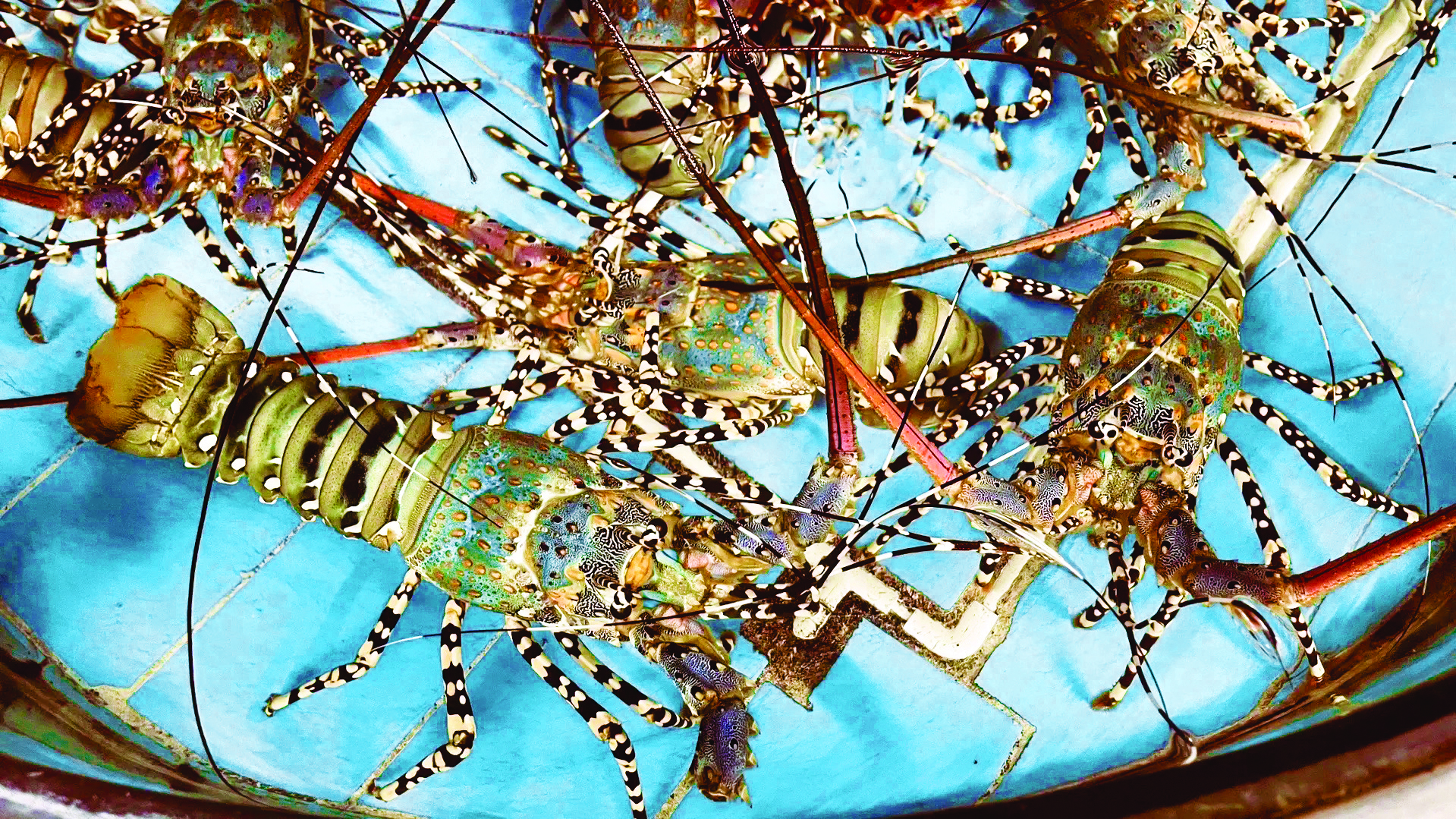 Lobster Mudah Ternak Sukar Membiak - Agrimag