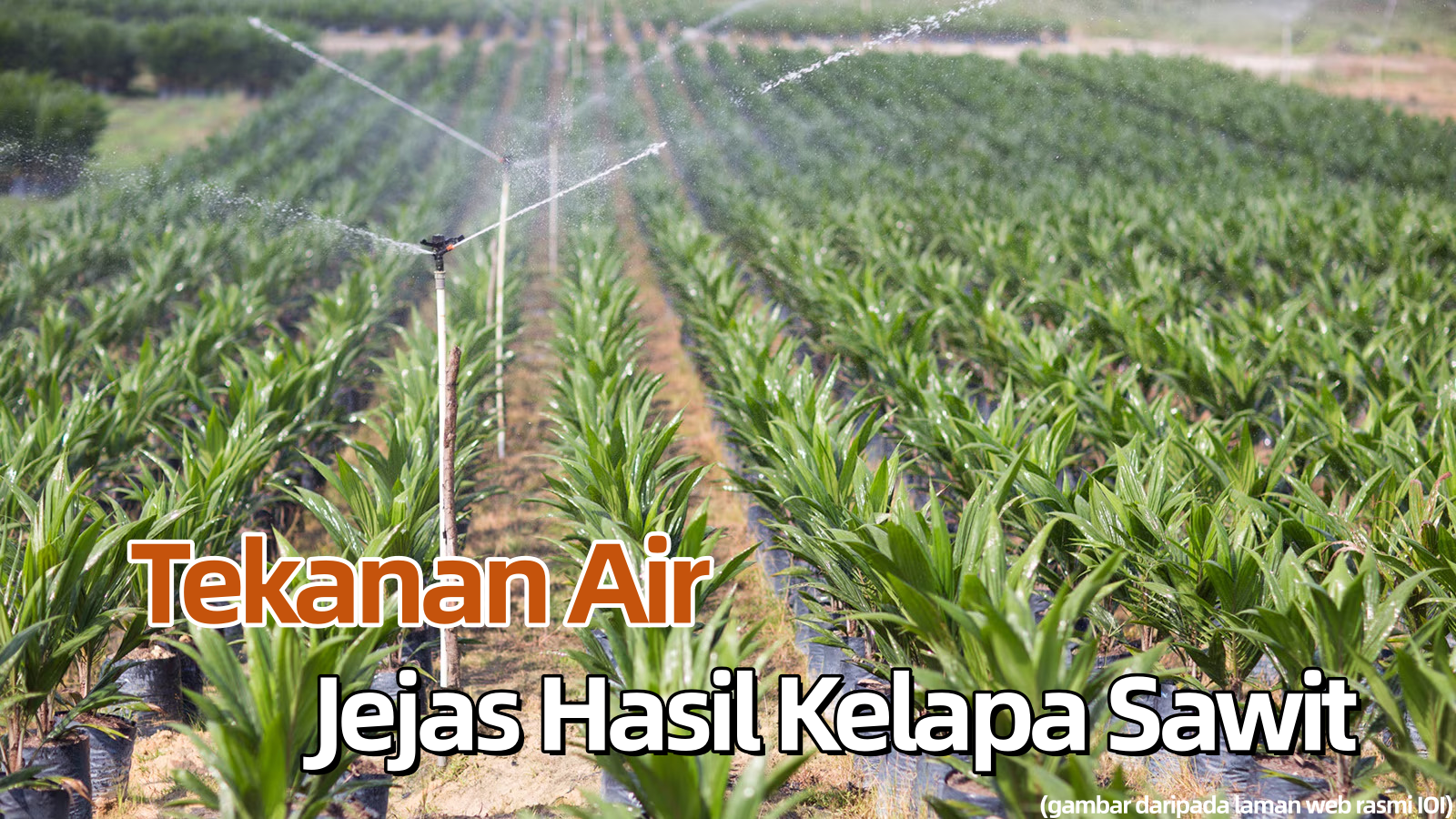 Tekanan Air Jejas Hasil Kelapa Sawit - Agrimag
