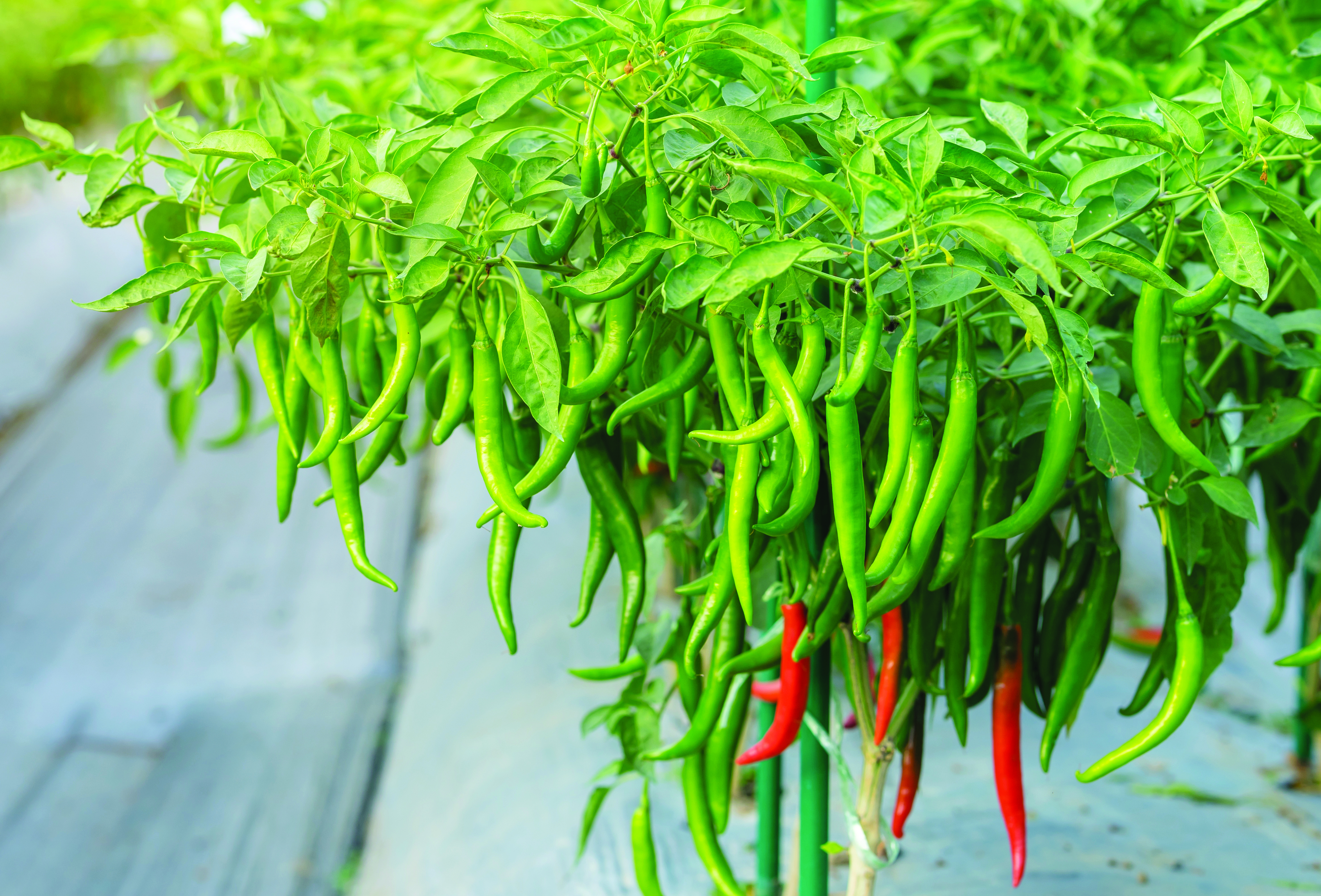 Pengurusan Baja Tepat Kunci Hasil & Kualiti Cili - Agrimag