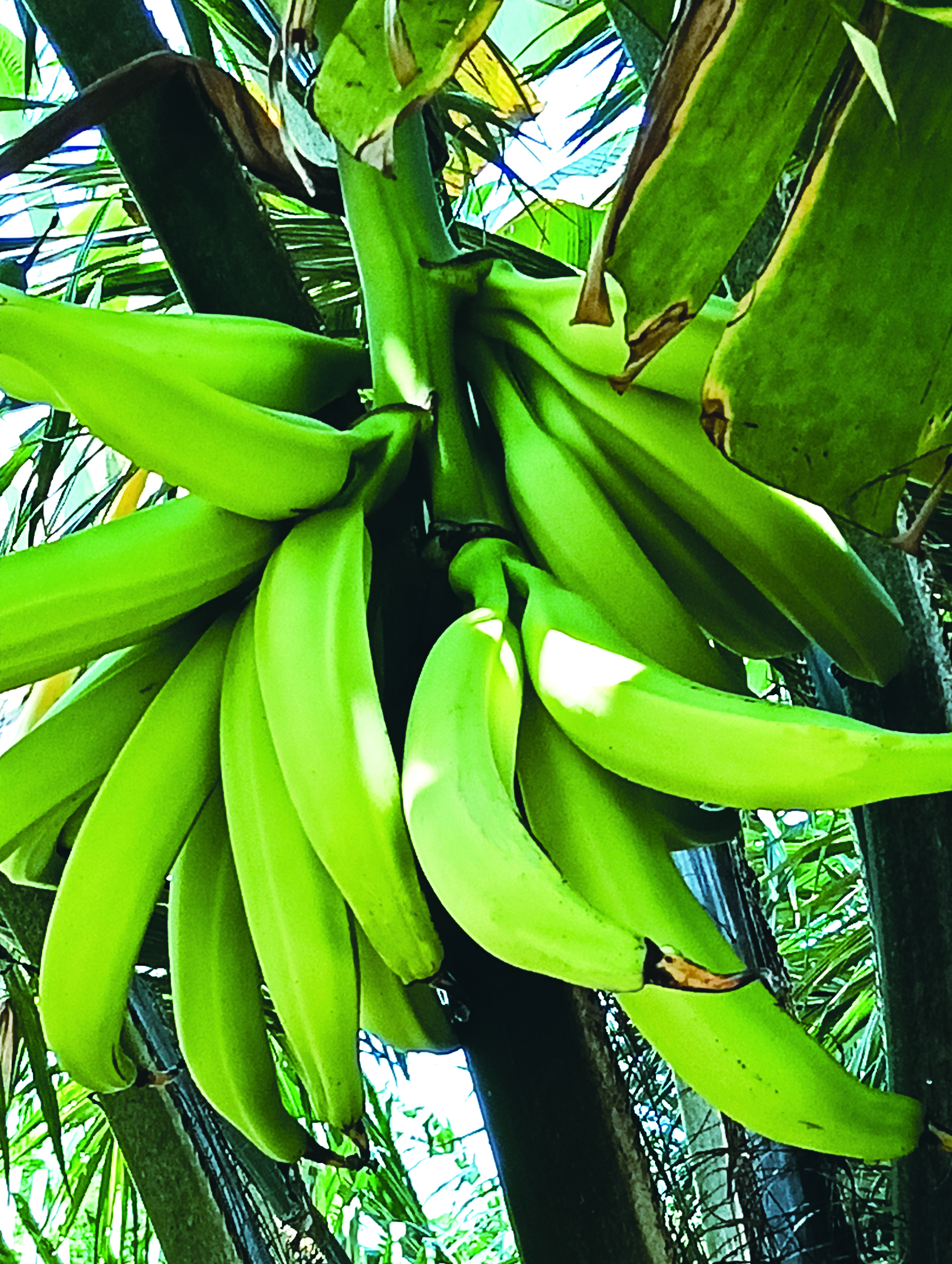 Anak Benih Kultur Tisu Hasilkan Pisang Tanduk Berkualiti - Agrimag