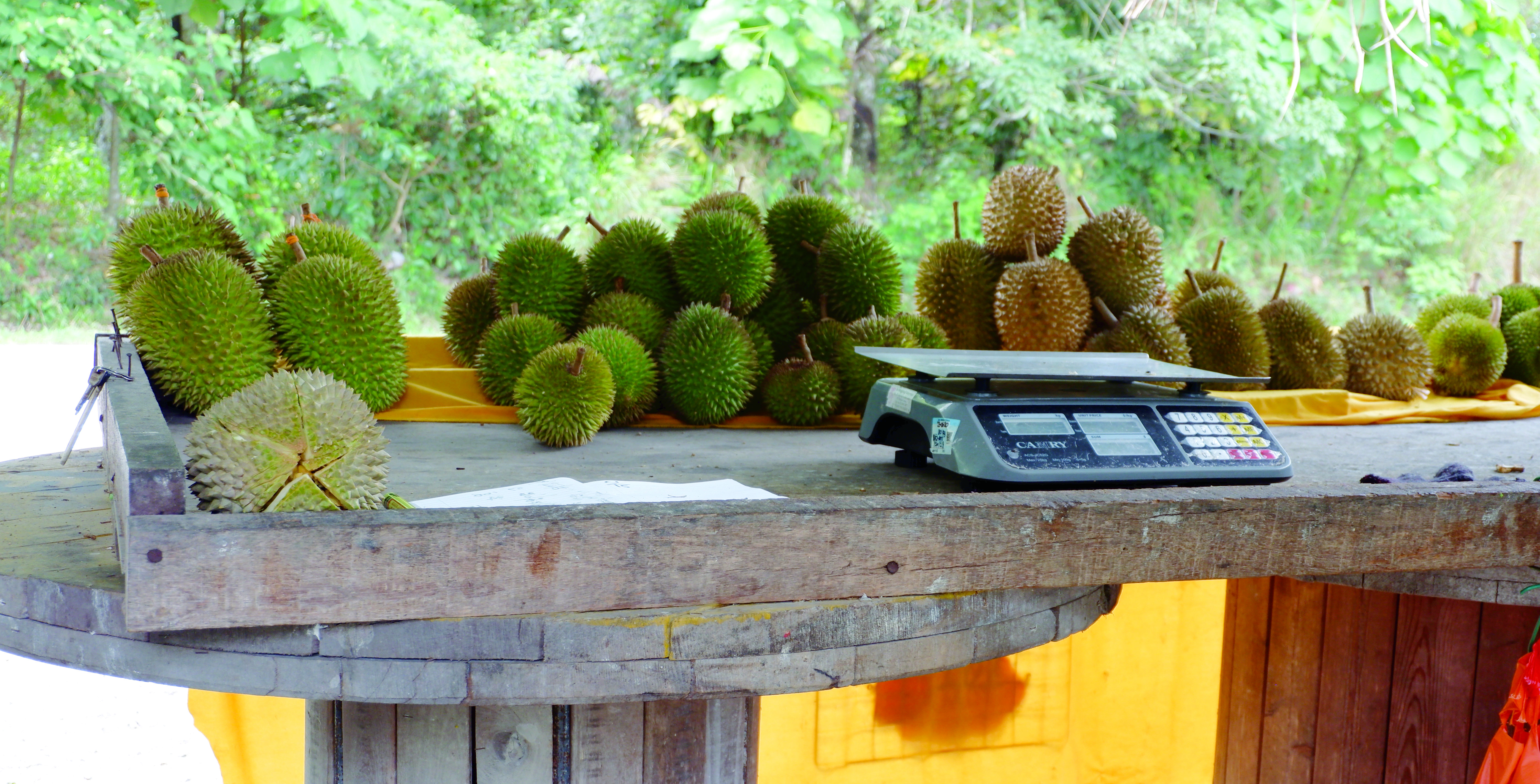 Durian Hutan & Durian Bukit Citarasa Untuk Dapat Pujian - Agrimag