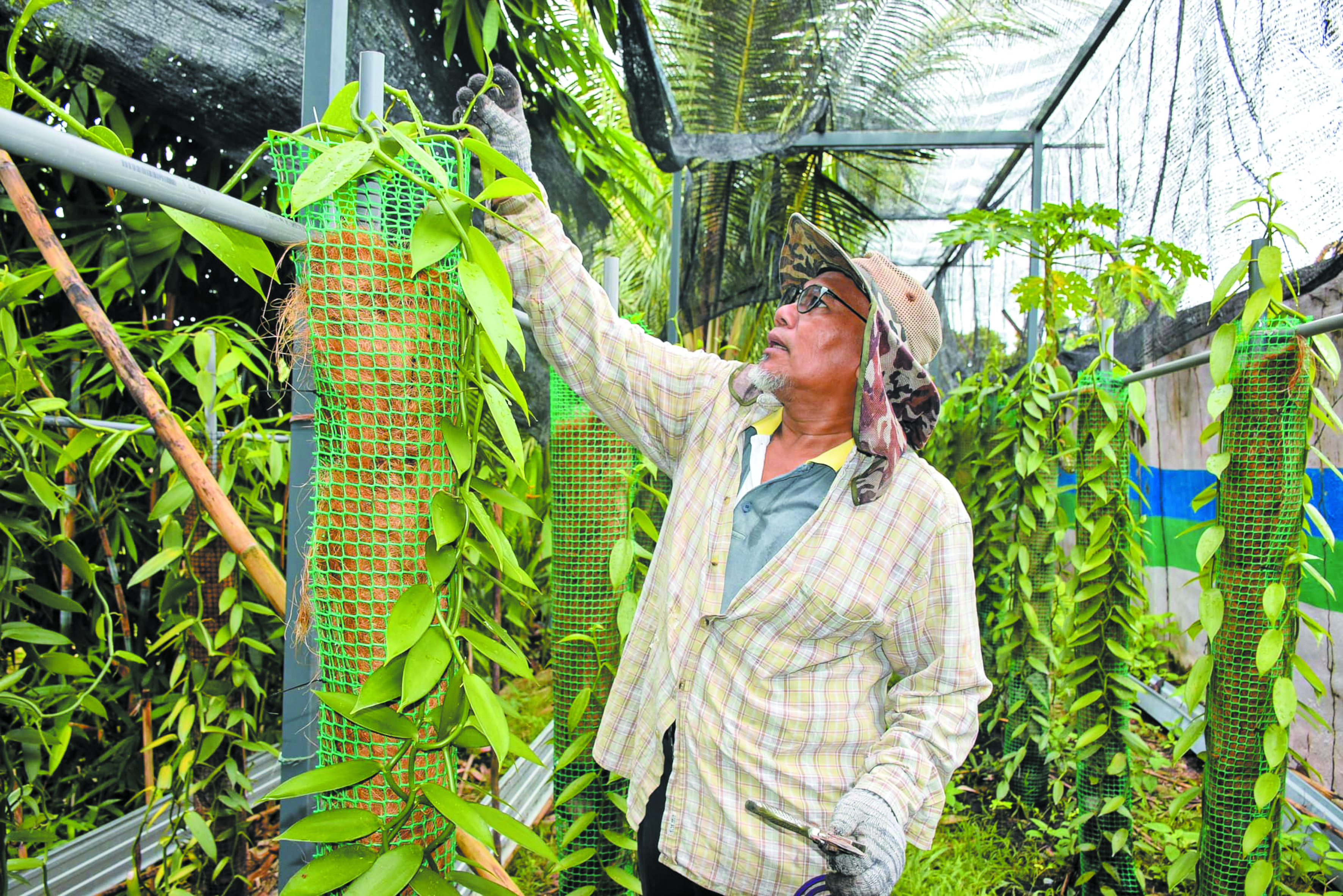 Bekas Ahli Parlimen Sibuk 'Berpolitik' Di Ladang - Agrimag