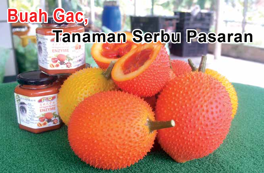 Buah Gac, Tanaman Serbu Pasaran - Agrimag