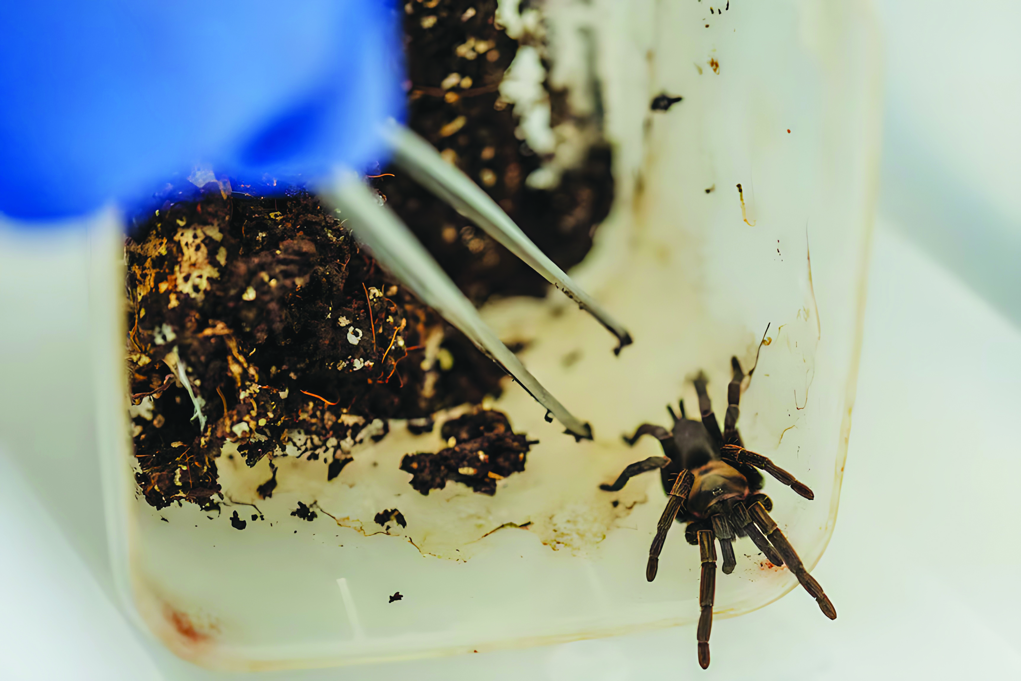 Racun Serangga Berbisa Lelabah untuk Atasi Wabak Belalang - Agrimag