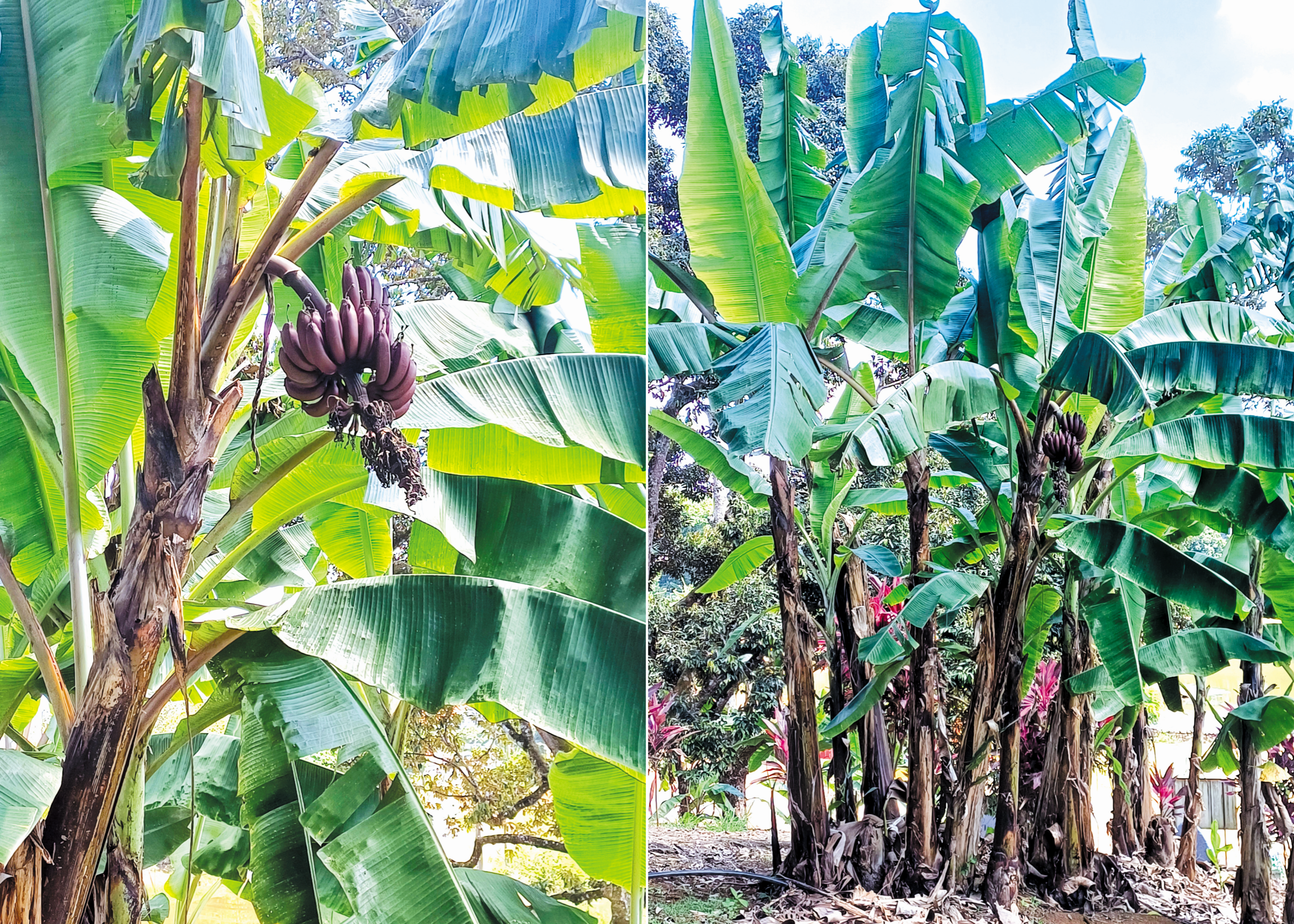 Pisang Merah Manis & Semula Jadi - Agrimag