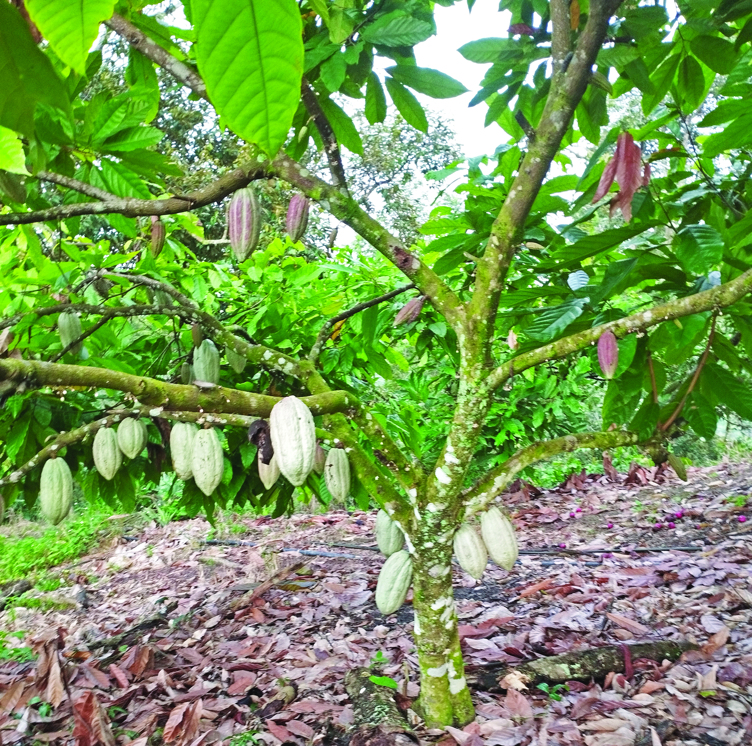 Ladang Koko Terakhir di Jeransong - Agrimag