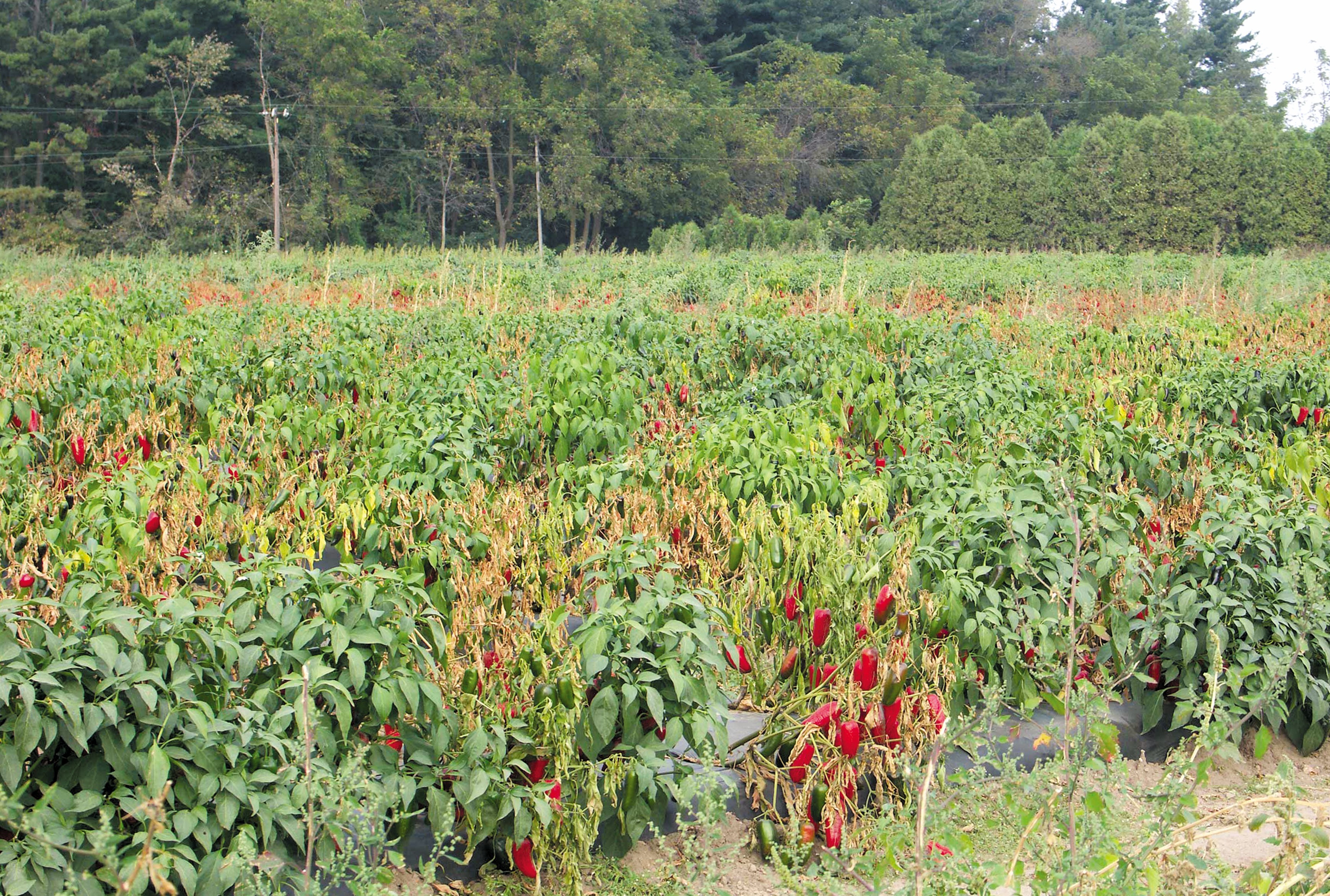 Penyakit & Serangga Perosak Cili - Agrimag