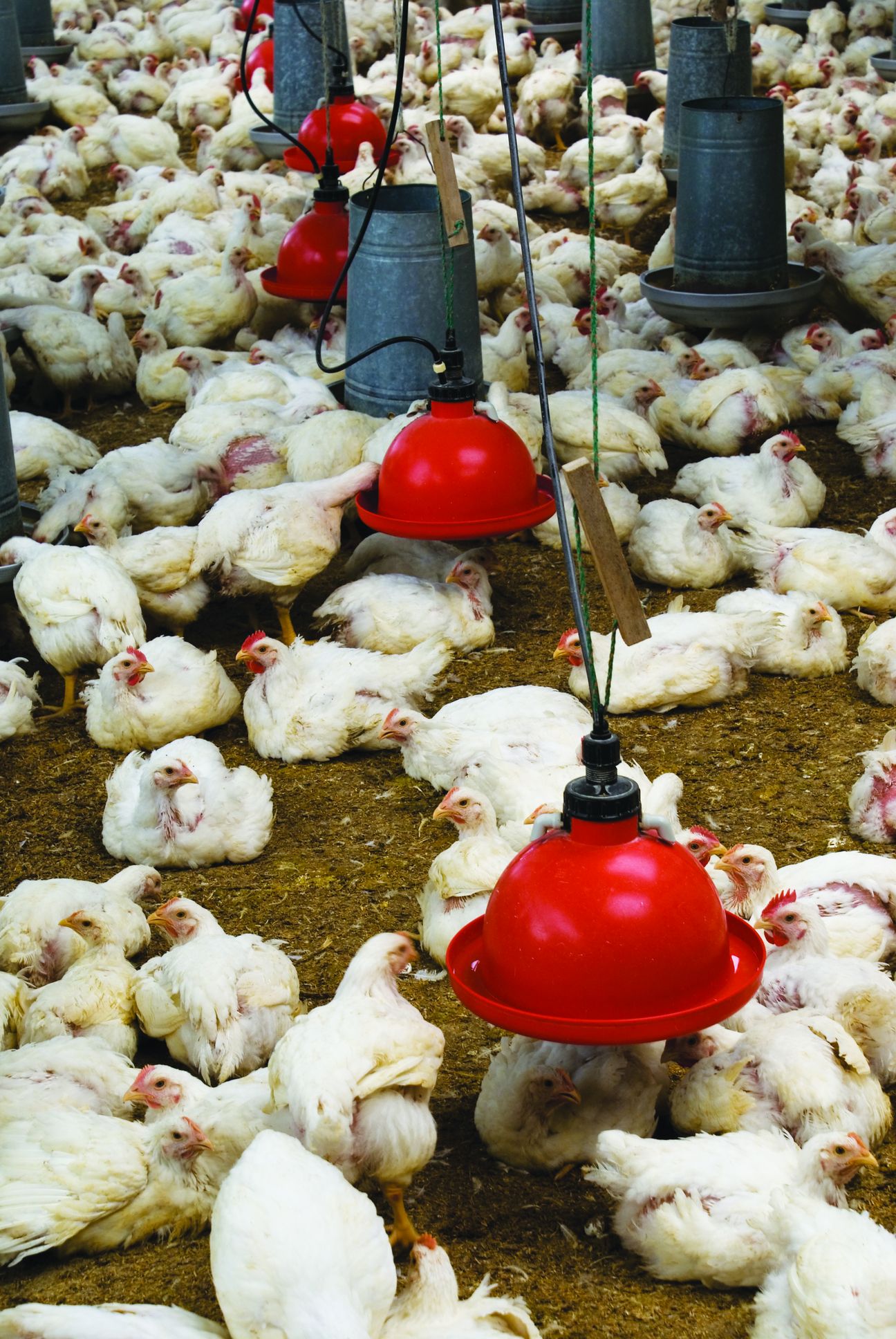 Langkah Mengatasi Tekanan Haba Ayam - Agrimag