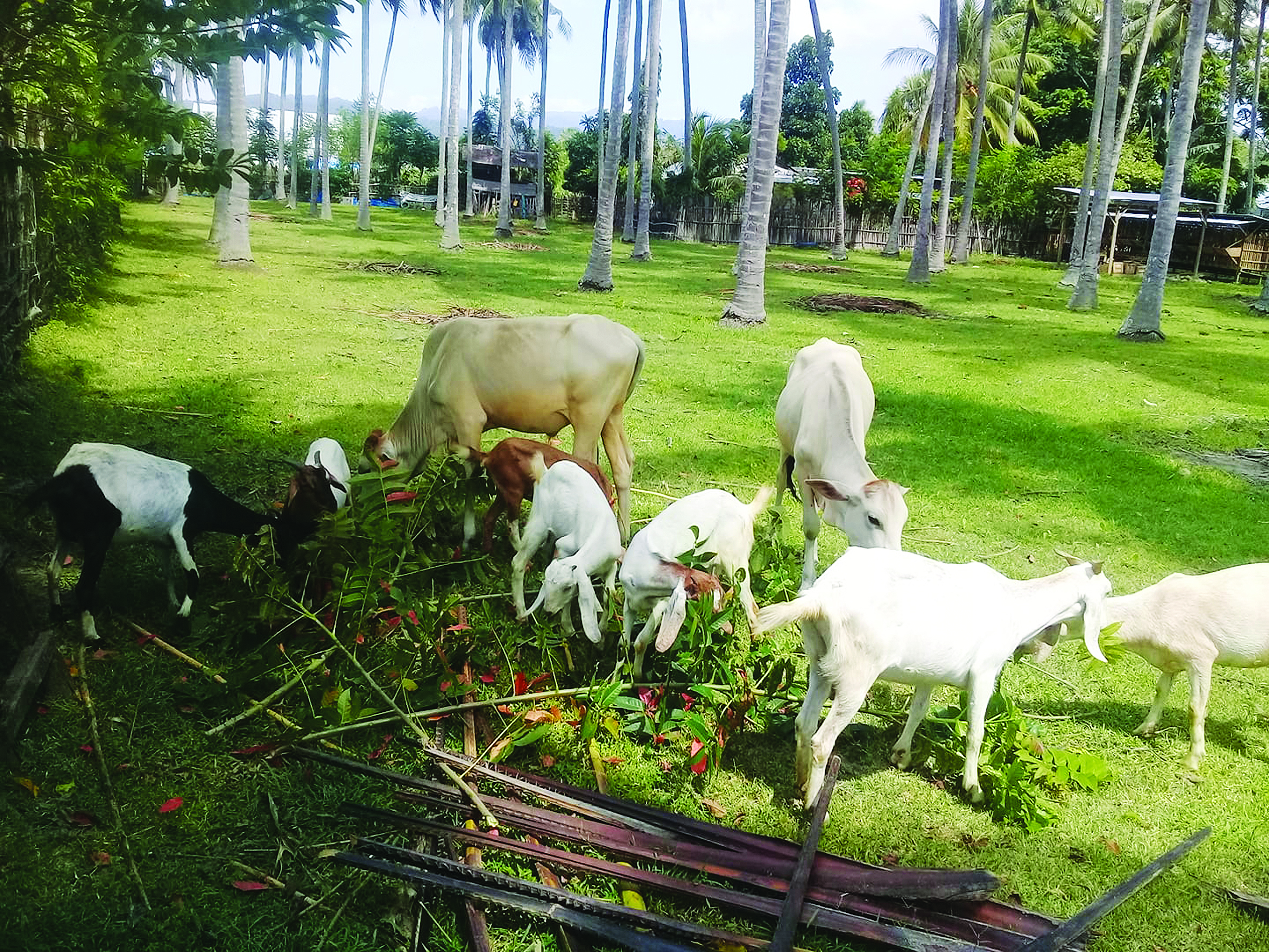 Penyediaan Makanan Untuk Ternakan Kambing - Agrimag