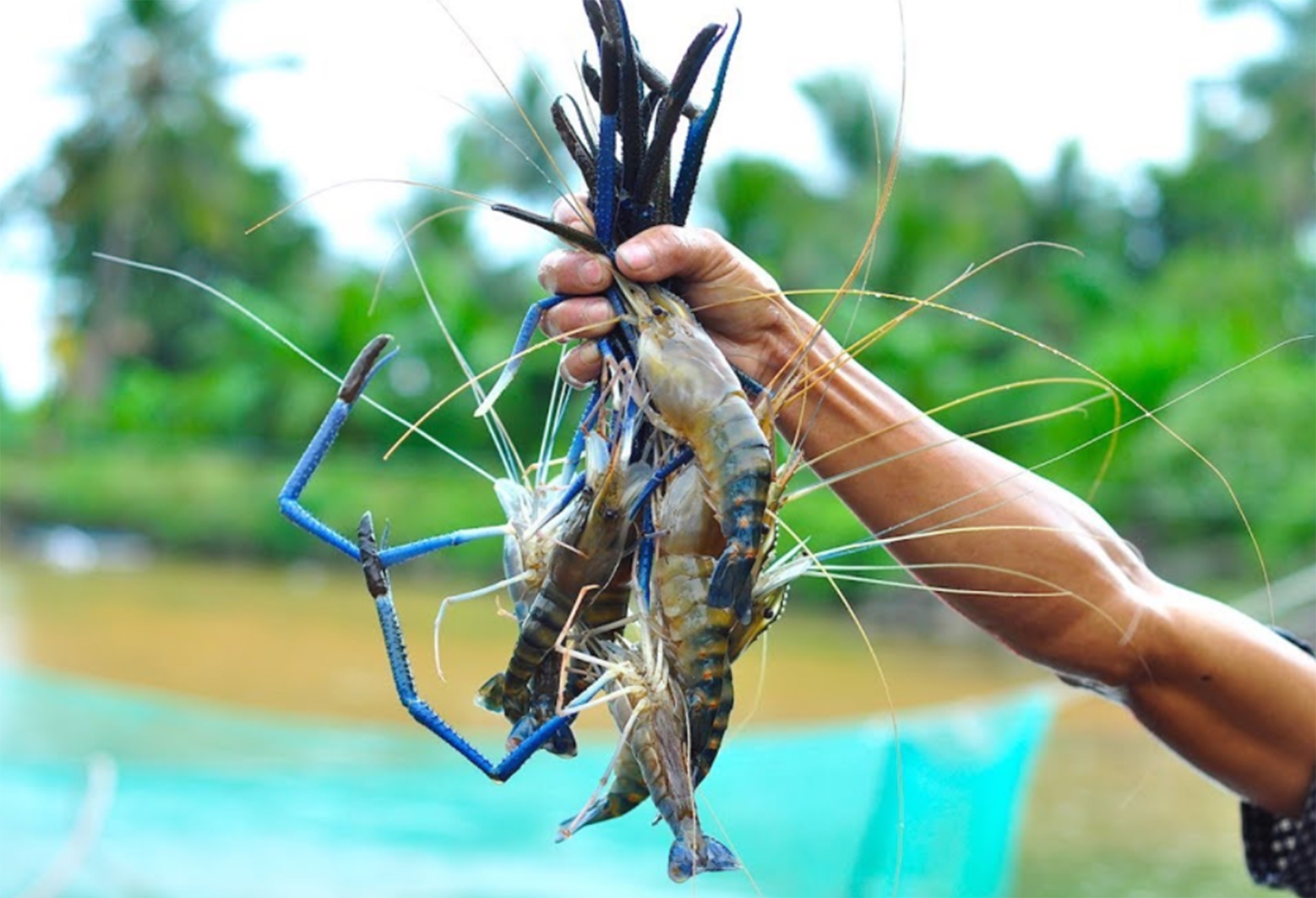 Teknologi Ternak Udang Galah - Agrimag