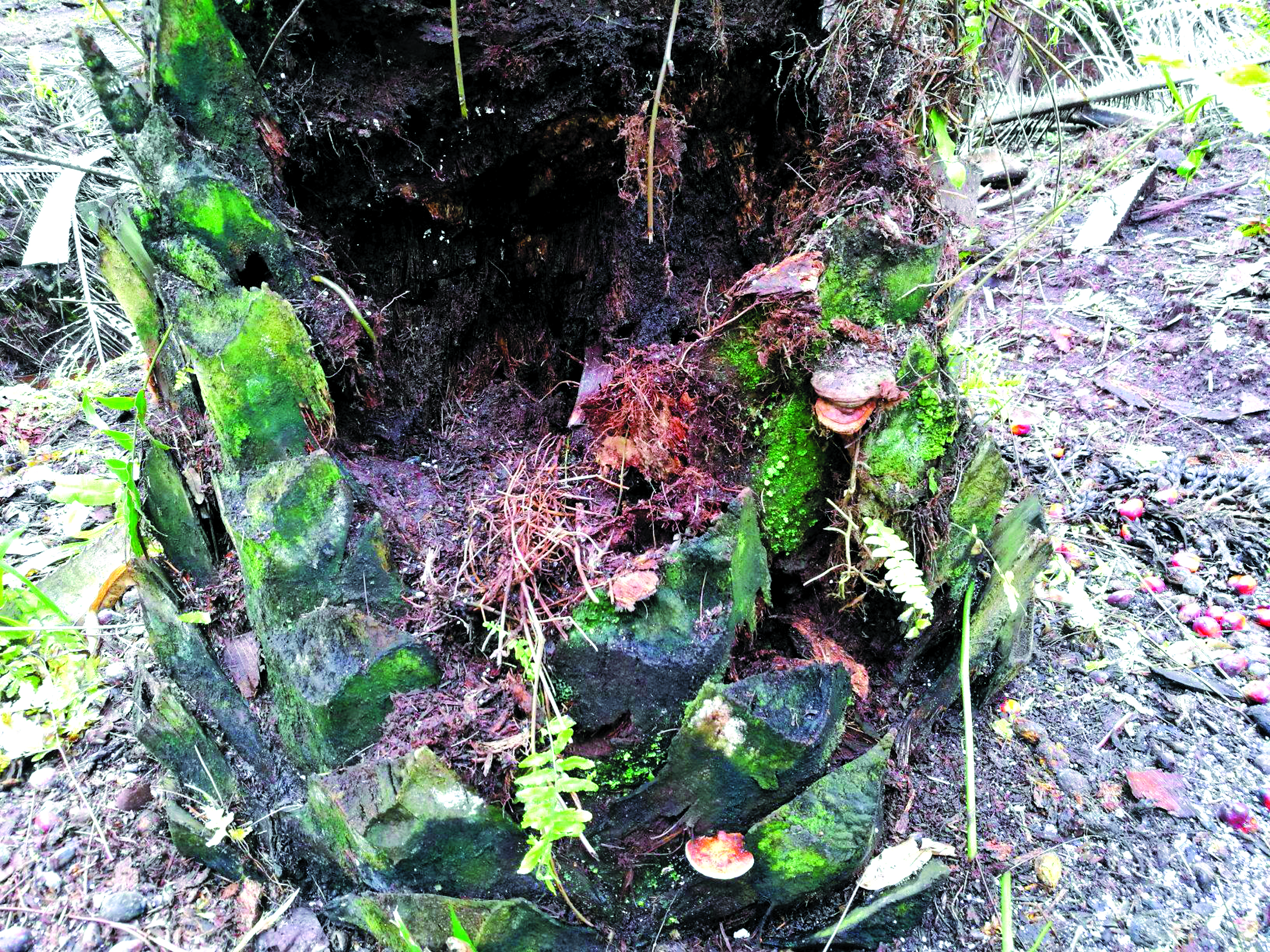 Penyakit Ganoderma Ancaman Senyap Industri Sawit - Agrimag