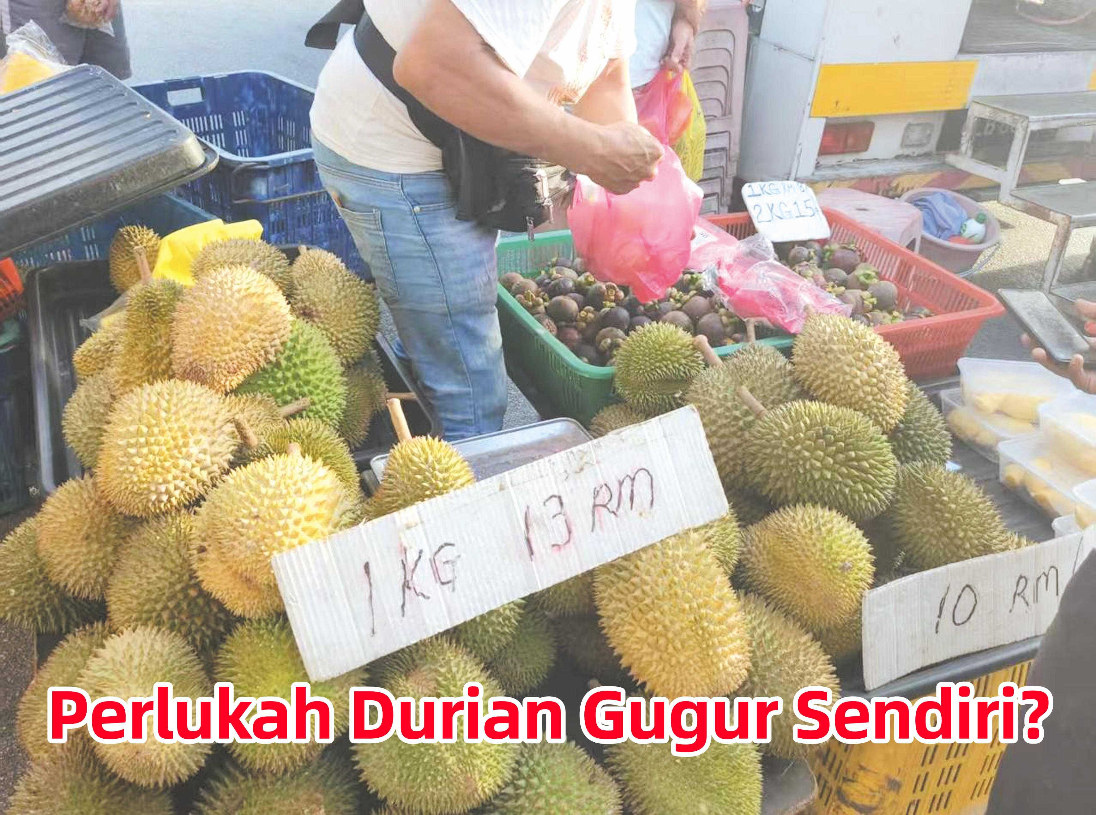 Perlukah Durian Gugur Sendiri? - Agrimag