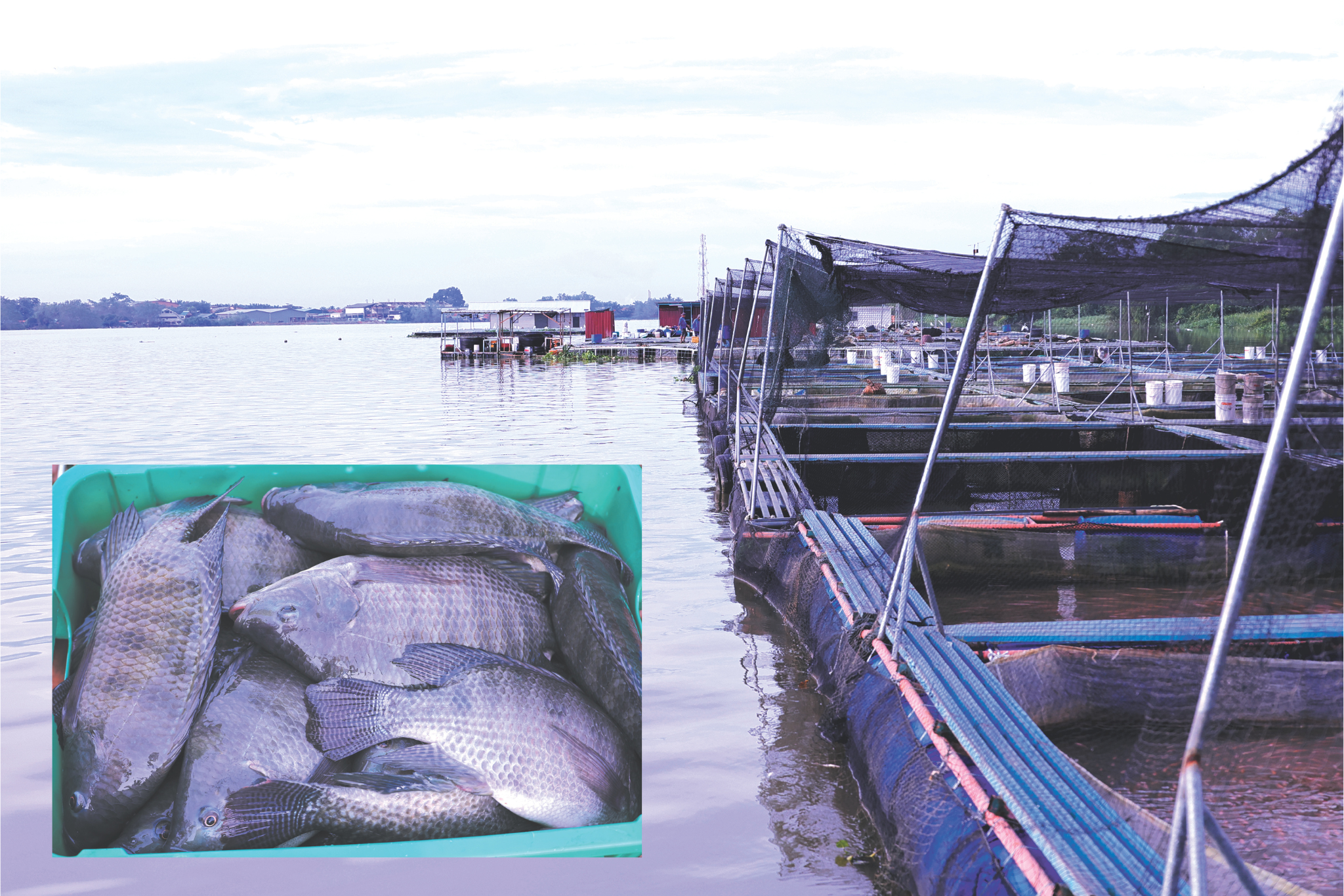 Ternakan Tilapia Sungai Utamakan Kualiti Ikan Hidup - Agrimag
