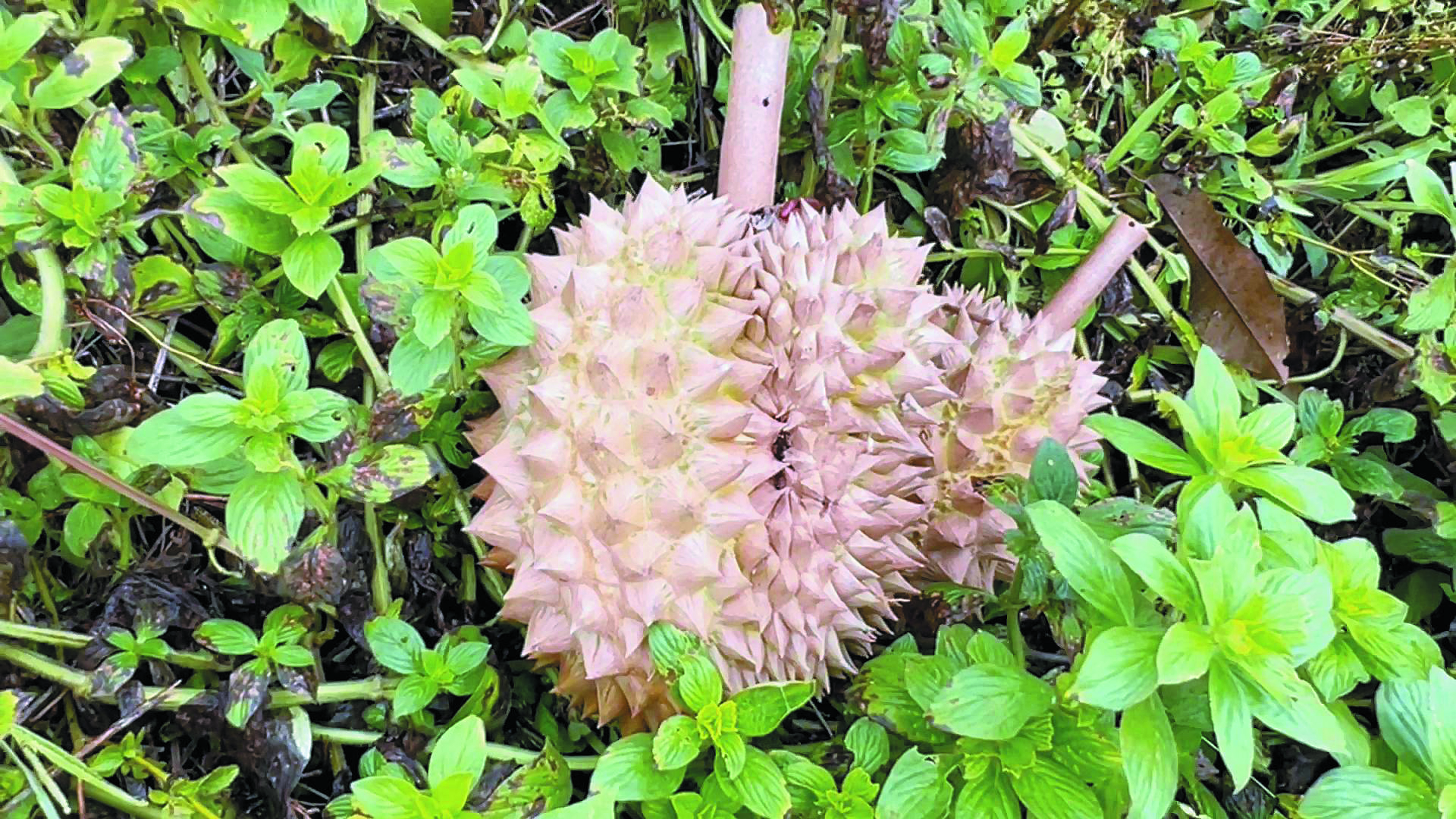 Kembara Empat Dekad Hasilkan Durian Kulit Buaya - Agrimag