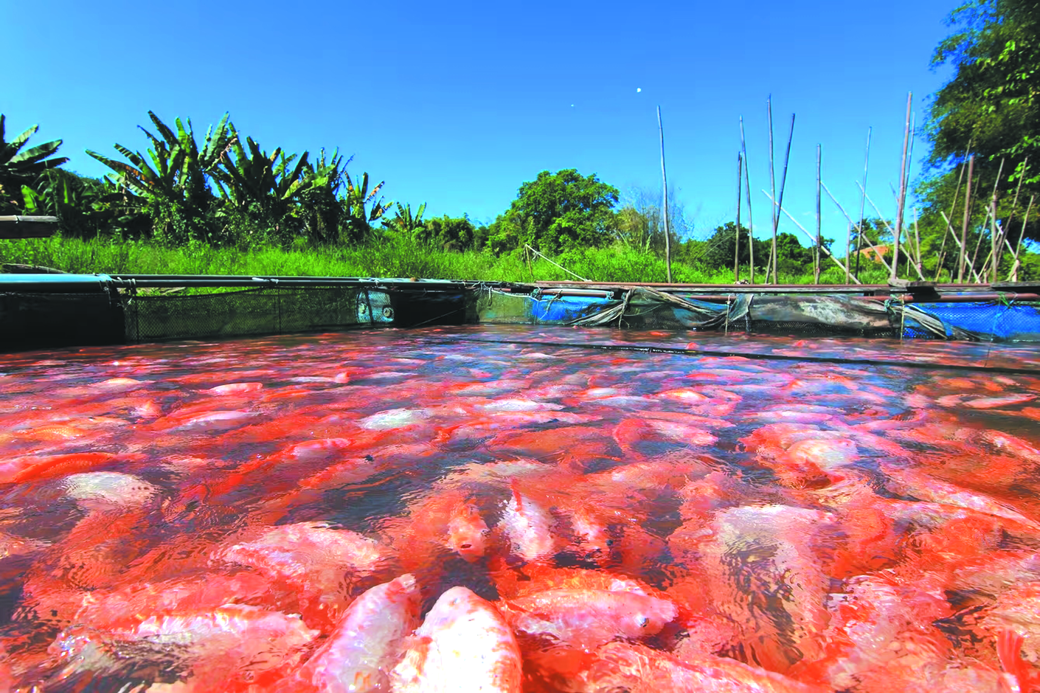 Penyakit Streptokokus Tilapia Semasa Cuaca Panas - Agrimag