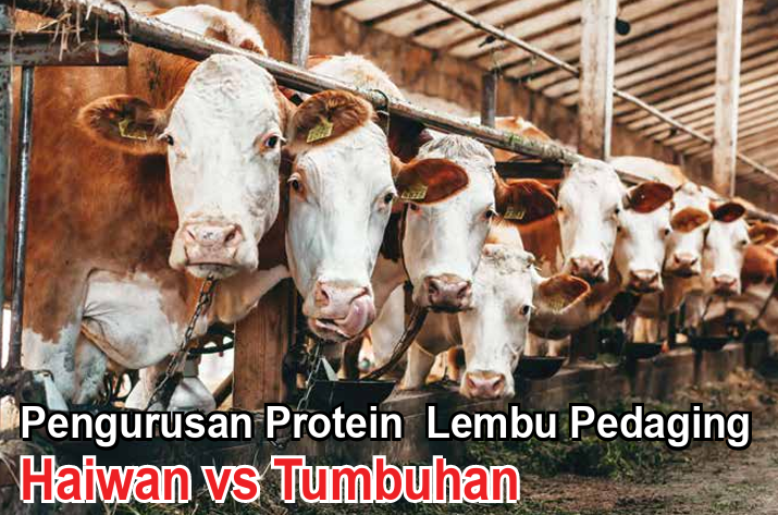 Pengurusan Protein Lembu Pedaging Haiwan vs Tumbuhan - Agrimag
