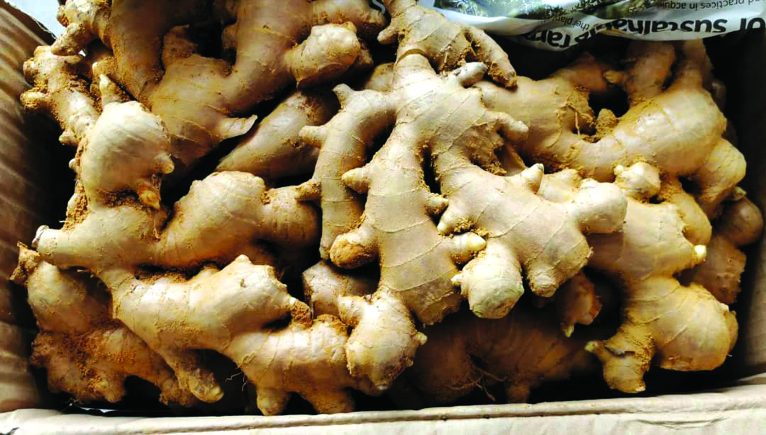Penanaman Halia di Bentong & Tanah Tinggi Pahang - Agrimag