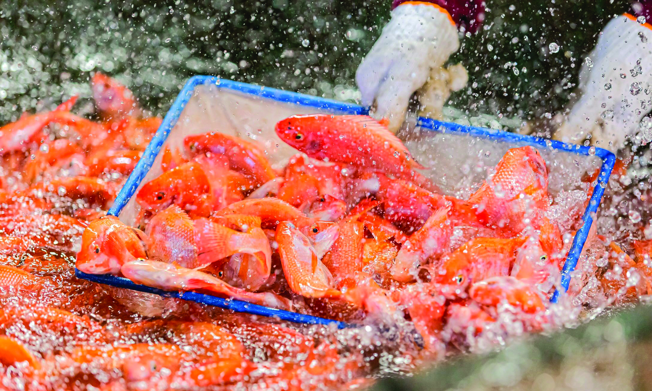 Pengurusan Terpusat Tingkatkan Budidaya Tilapia - Agrimag